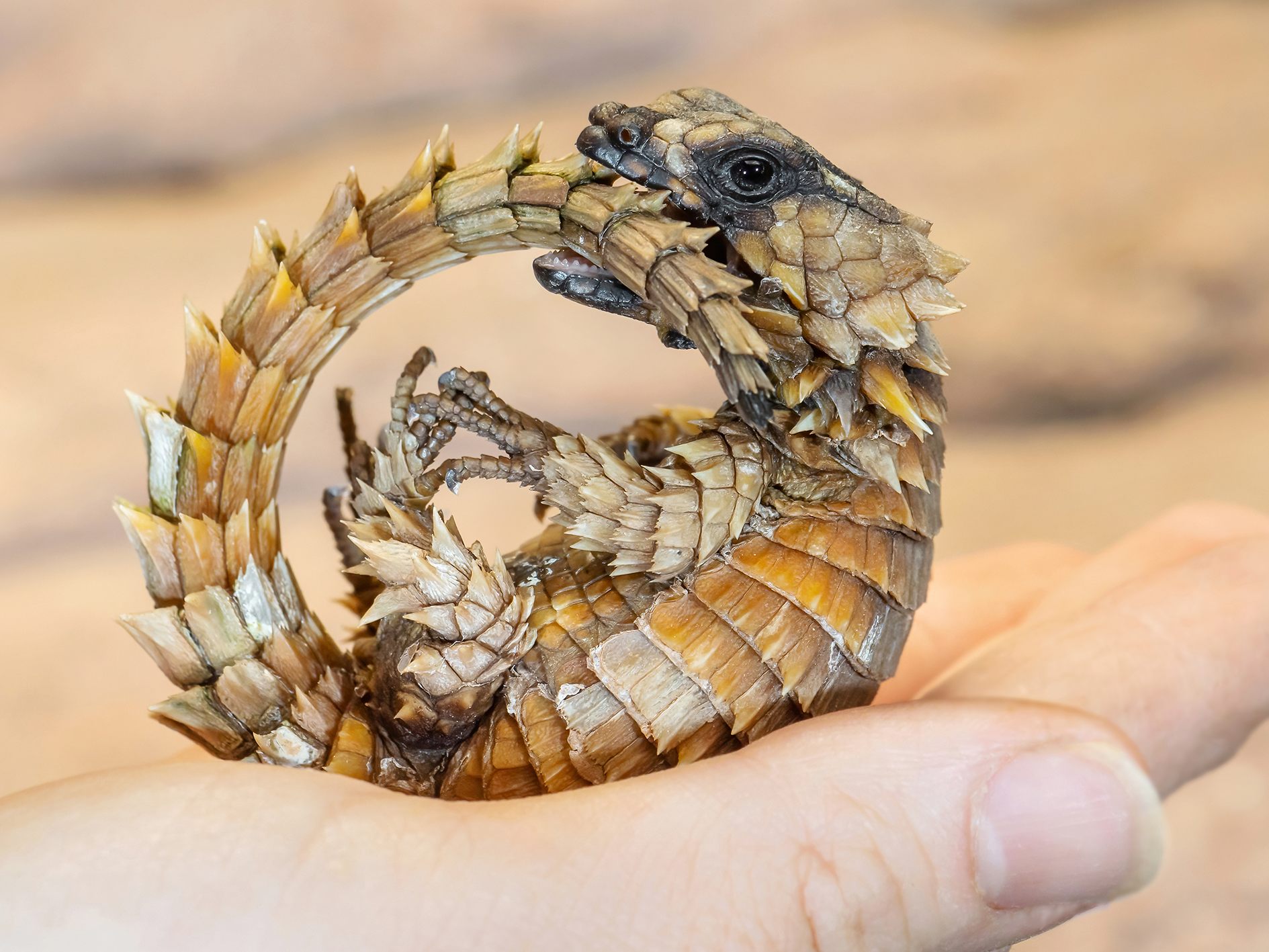 Nachwuchs bei den "Mini-Drachen": So reagieren Panzergürtelschweife bei Gefahr