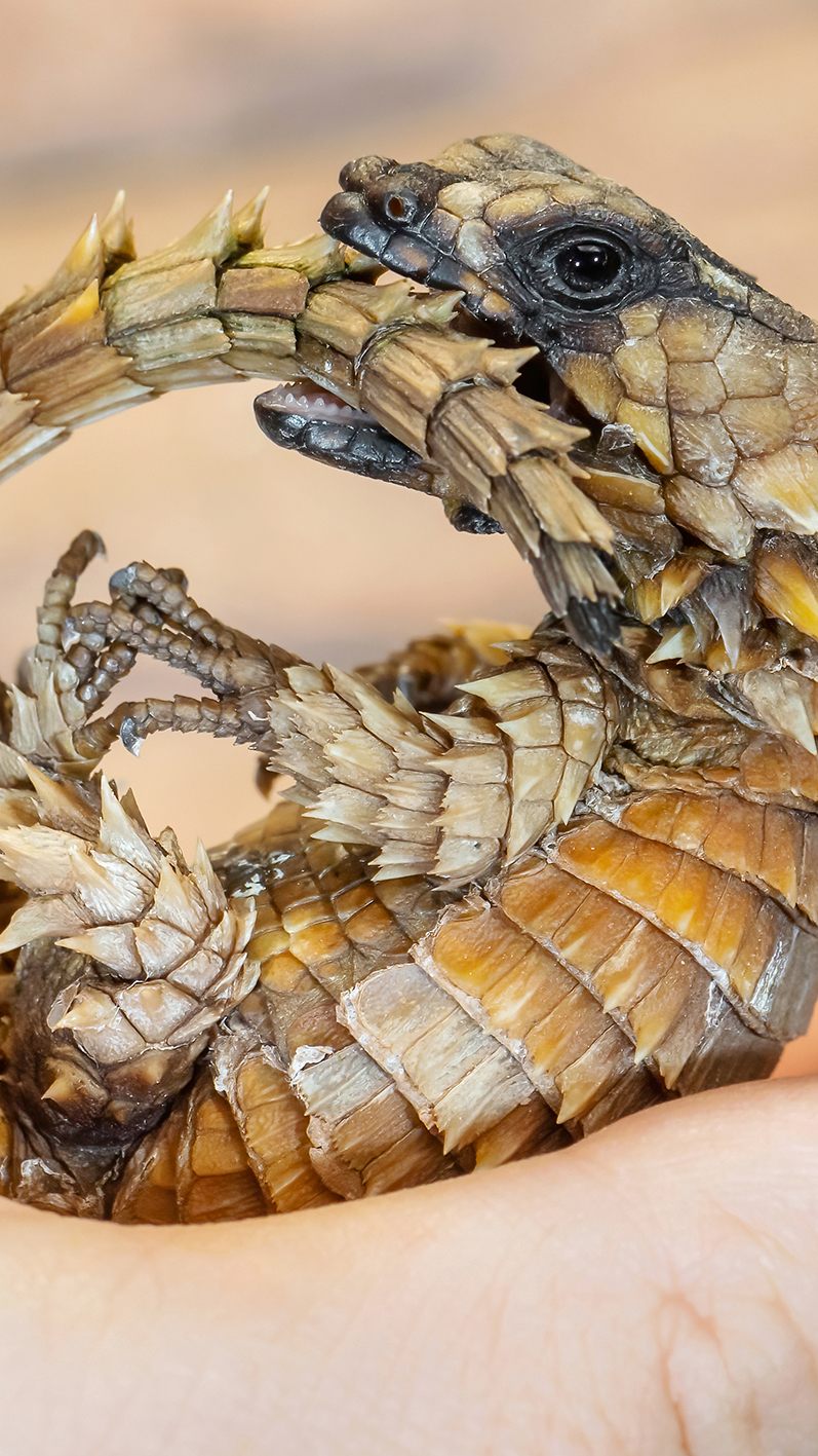 Nachwuchs bei den "Mini-Drachen": So reagieren Panzergürtelschweife bei Gefahr