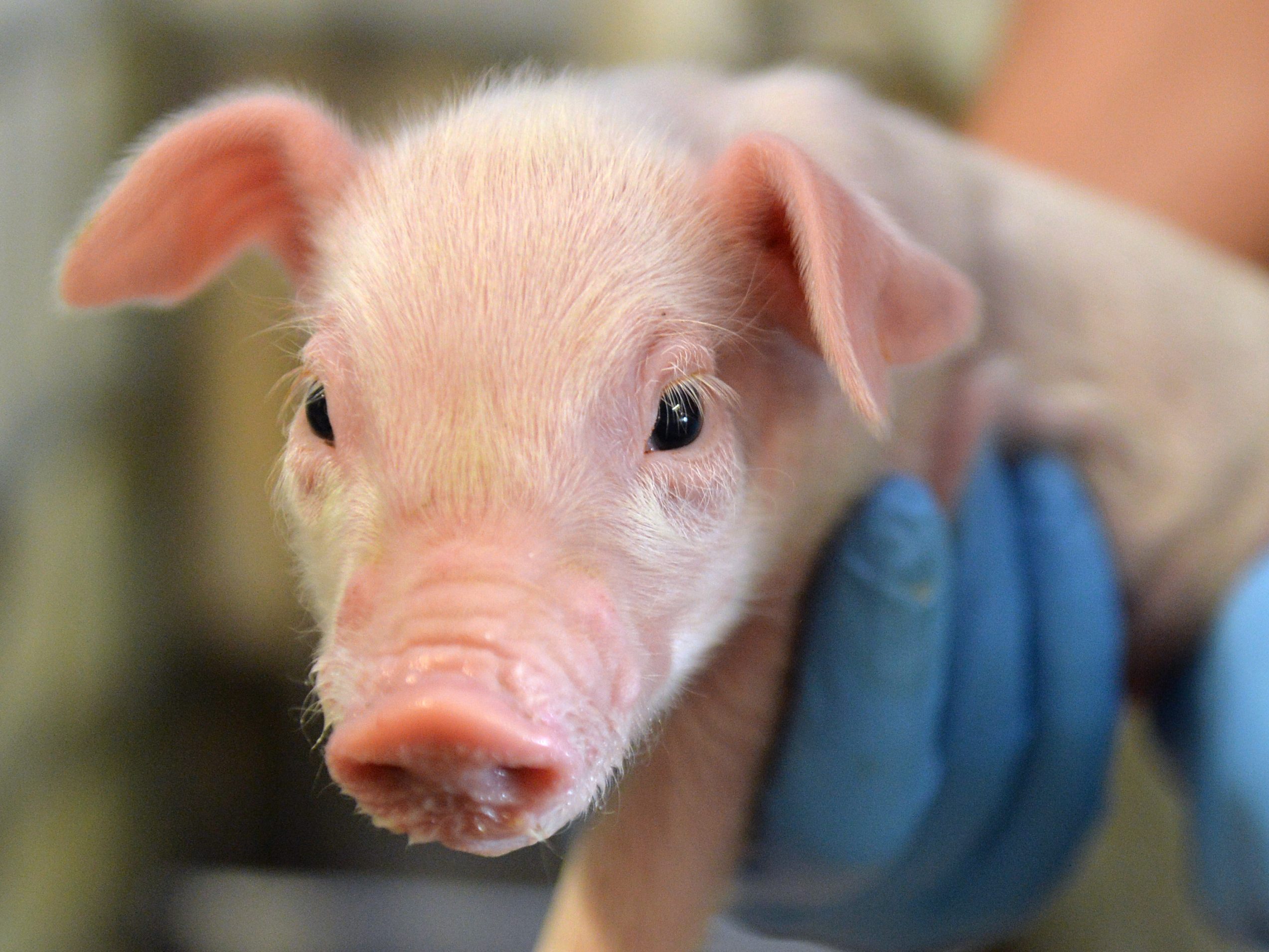 Diese kleinen Schweinchen haben eine besondere Mission.