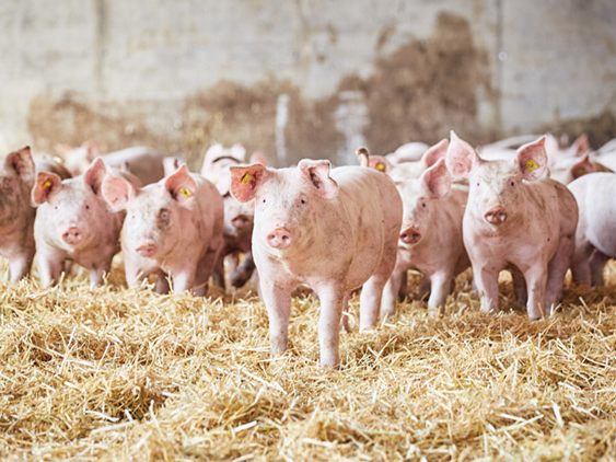 Bild: Christoph Pallinger