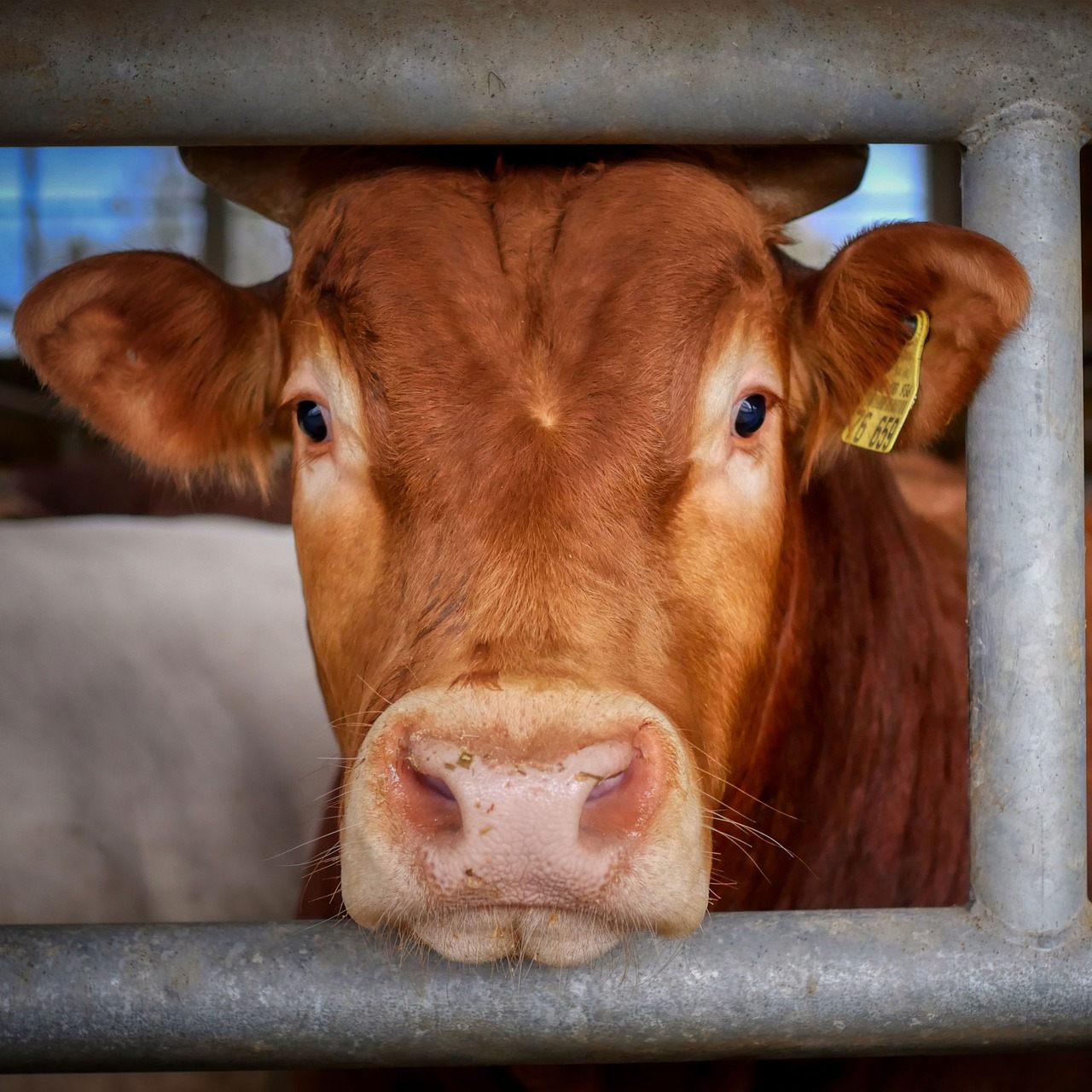 Tierwohl senkt Risiko von Pandemien: "Vier Pfoten" sieht "klaren Auftrag für das bevorstehende internationale Pandemie-Abkommen der WHO"