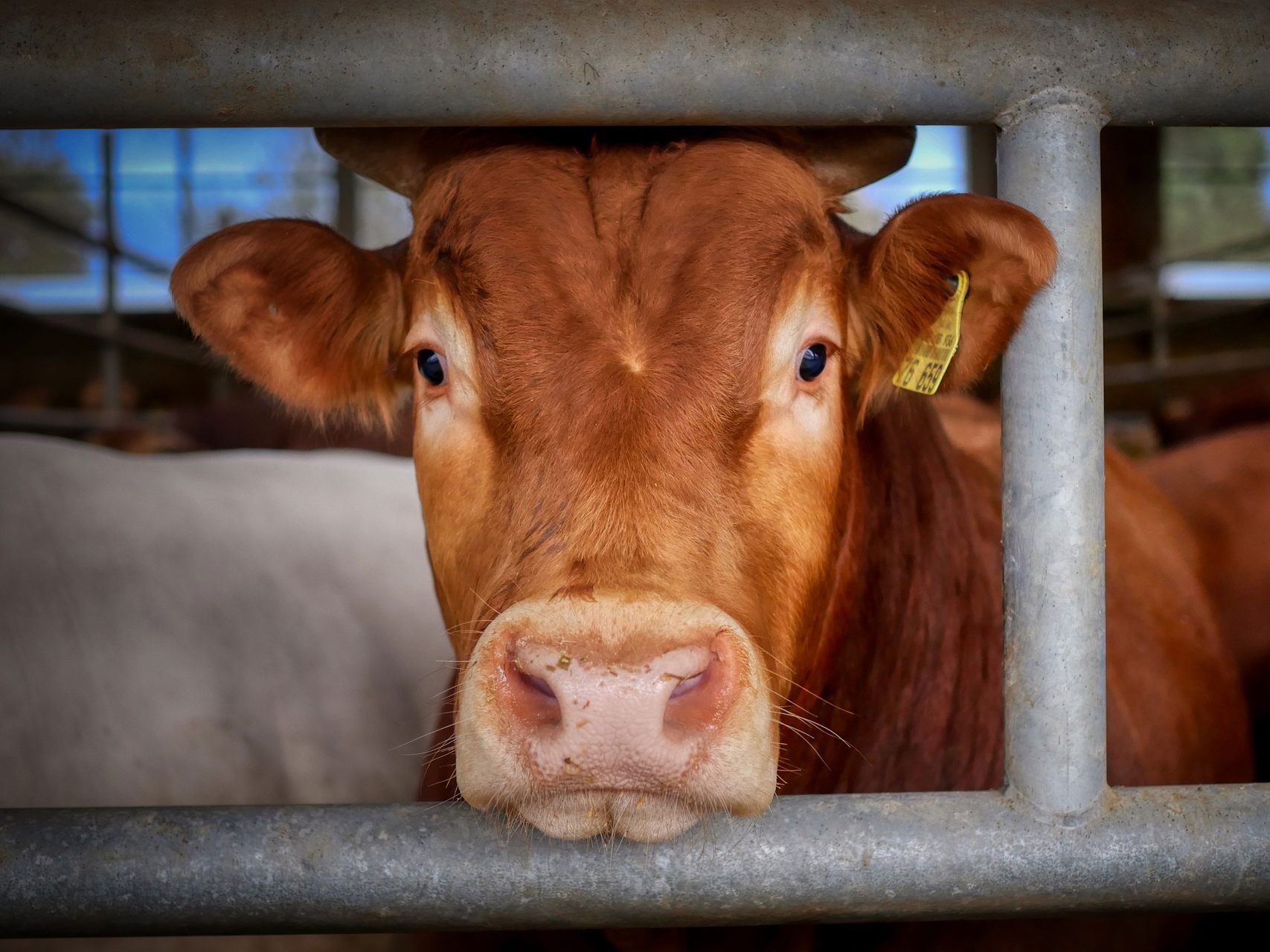 Tierwohl senkt Risiko von Pandemien: "Vier Pfoten" sieht "klaren Auftrag für das bevorstehende internationale Pandemie-Abkommen der WHO" Tierwohl senkt Risiko von Pandemien: "Vier Pfoten" sieht "klaren Auftrag für das bevorstehende internationale Pandemie-Abkommen der WHO"