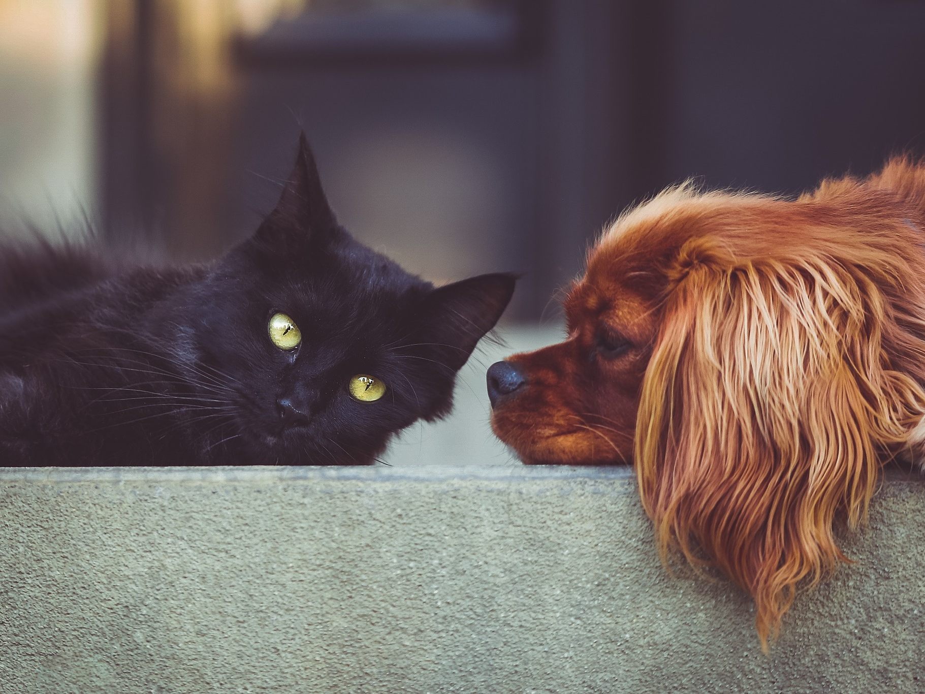 Hund und Katze sollen lange leben - als Halter kann man so einiges dazu beitragen