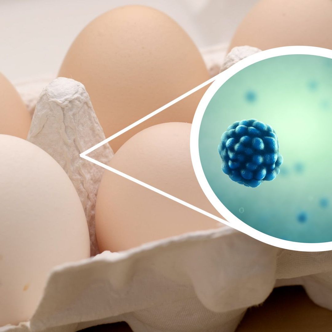 Achtung: Alte Eierkartons sollten Sie keinesfalls wiederverwenden