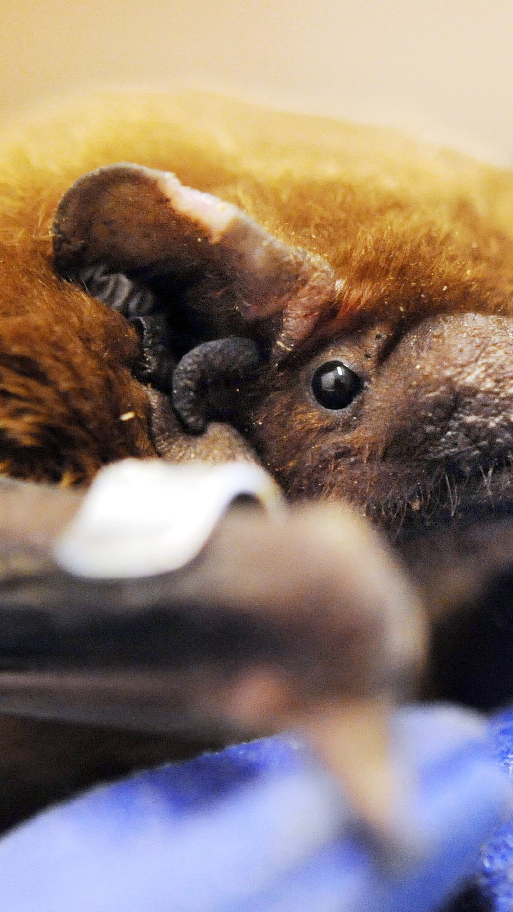 Fledermäuse begeben sich in Winterruhe.