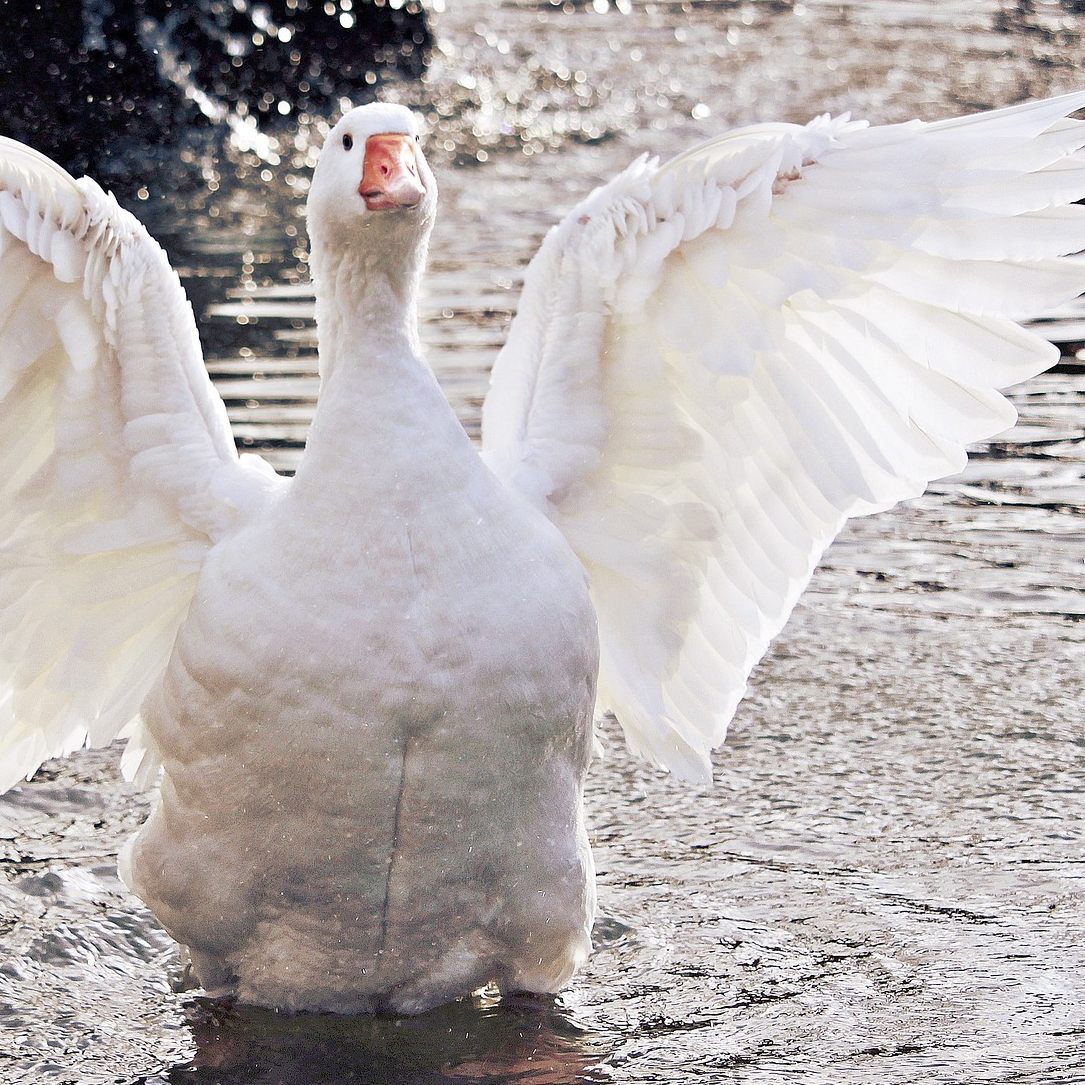 Die Martinigans spielte in einer Umfrage von Vier Pfoten eine Rolle.