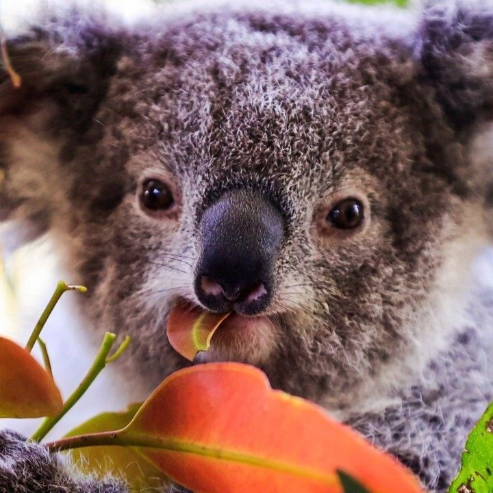 Die Koala-Population ist schon jetzt sehr gering.