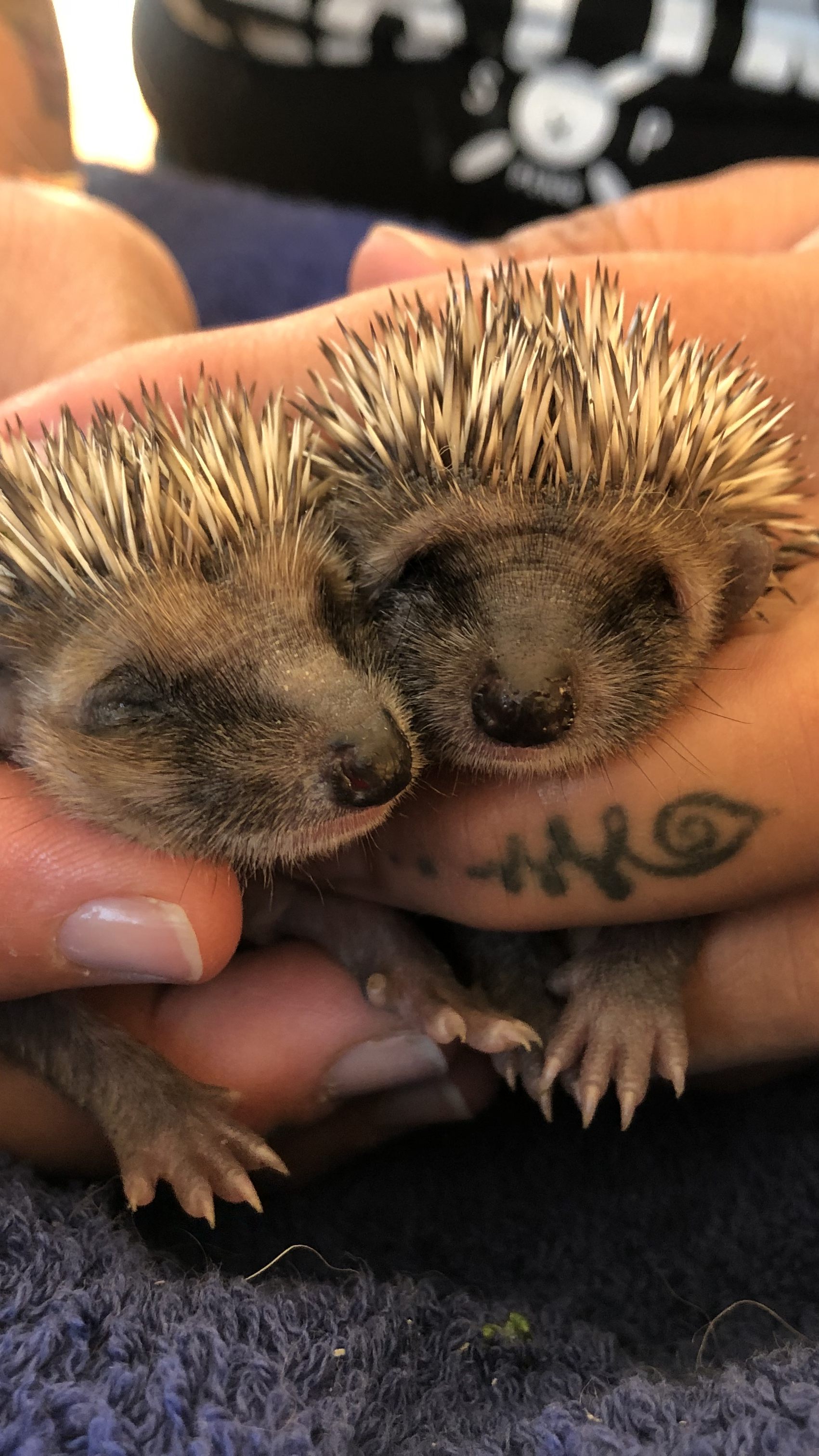 Viele andere haben weniger Glück: Die geretteten Igelwaisen Mecki und Micki