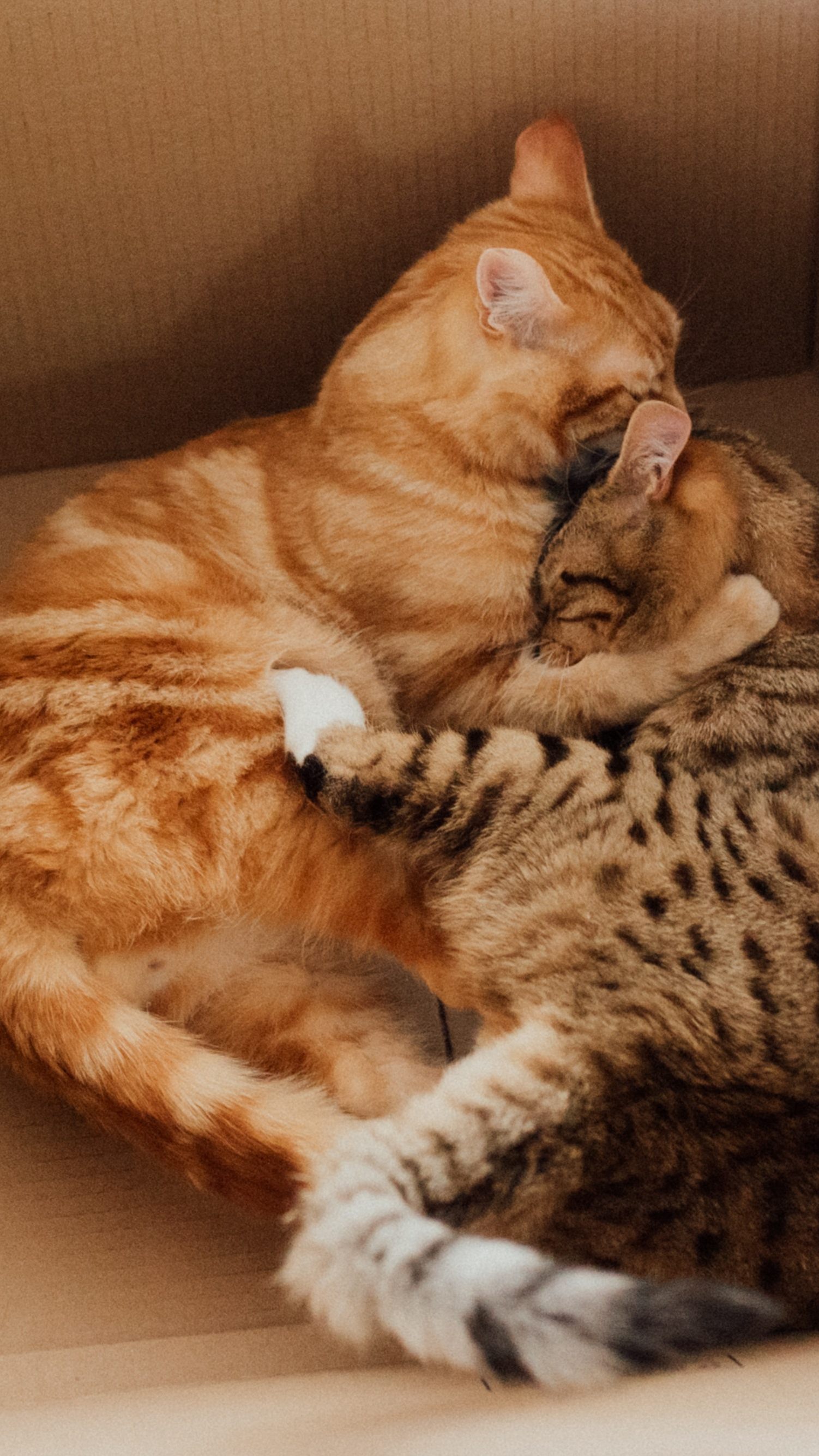 Katzen lieben Boxen.