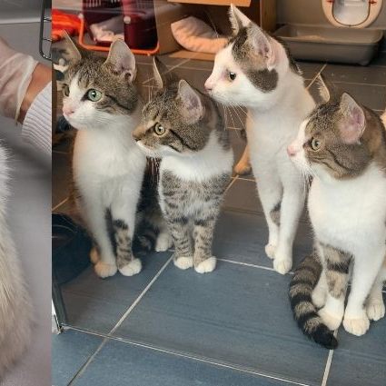 38 Katzen, darunter auch junge Kitten, wurden aus der Wiener Wohnung gerettet.