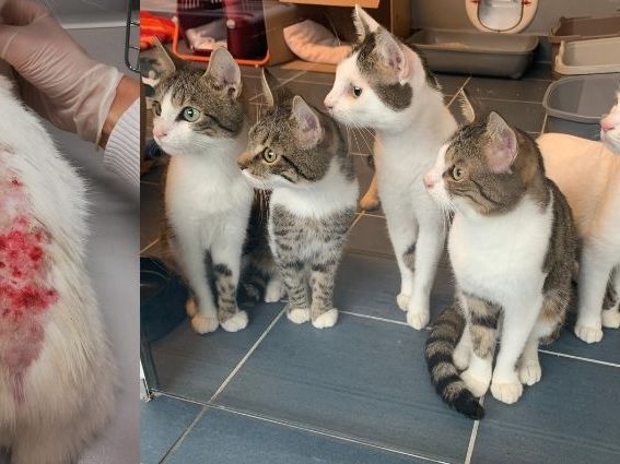 38 Katzen, darunter auch junge Kitten, wurden aus der Wiener Wohnung gerettet. 38 Katzen, darunter auch junge Kitten, wurden aus der Wiener Wohnung gerettet.