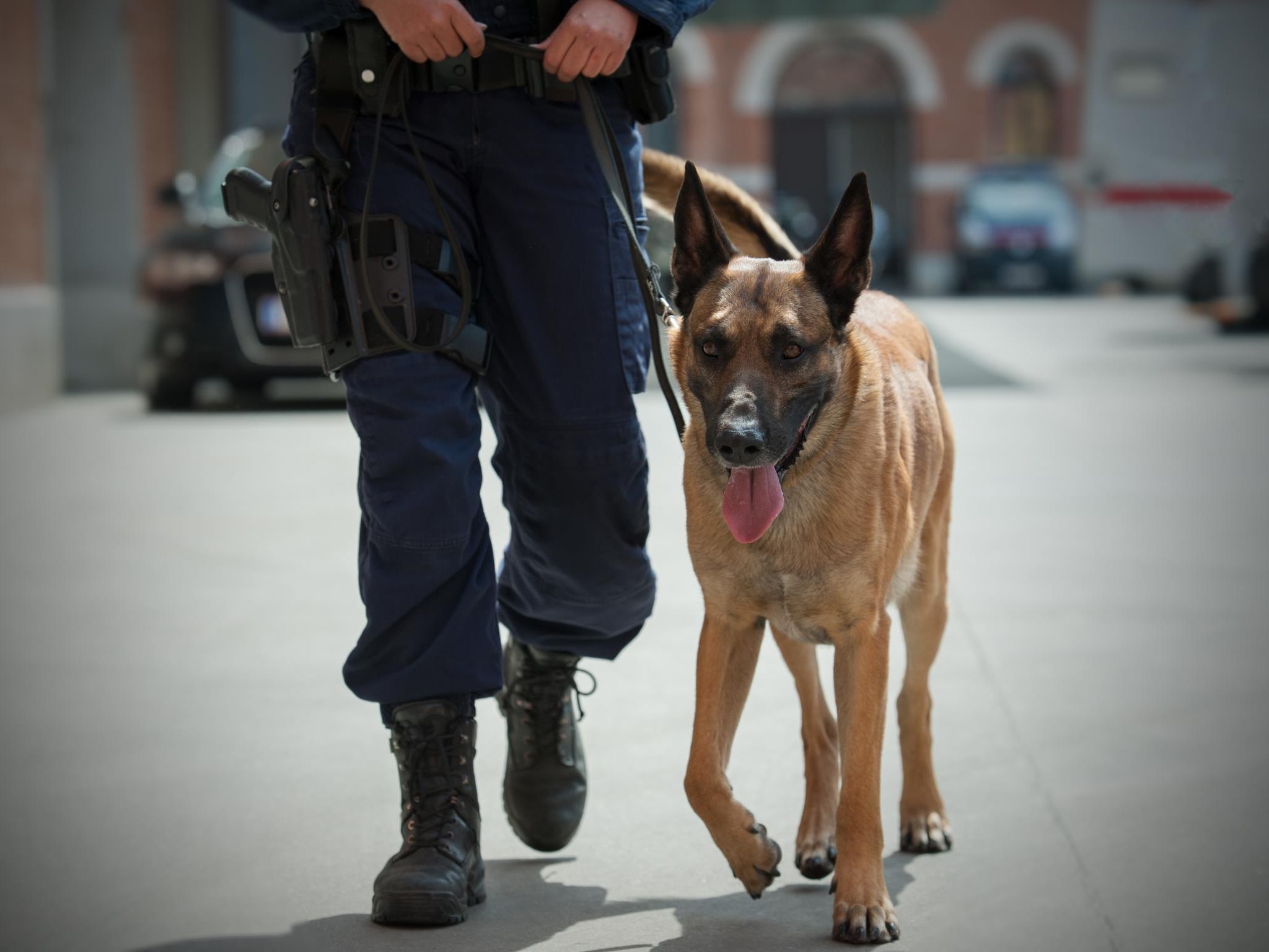 Polizeihund "Conrad" stellte einen Einbrecher in Wien-Favoriten. Polizeihund "Conrad" stellte einen Einbrecher in Wien-Favoriten.