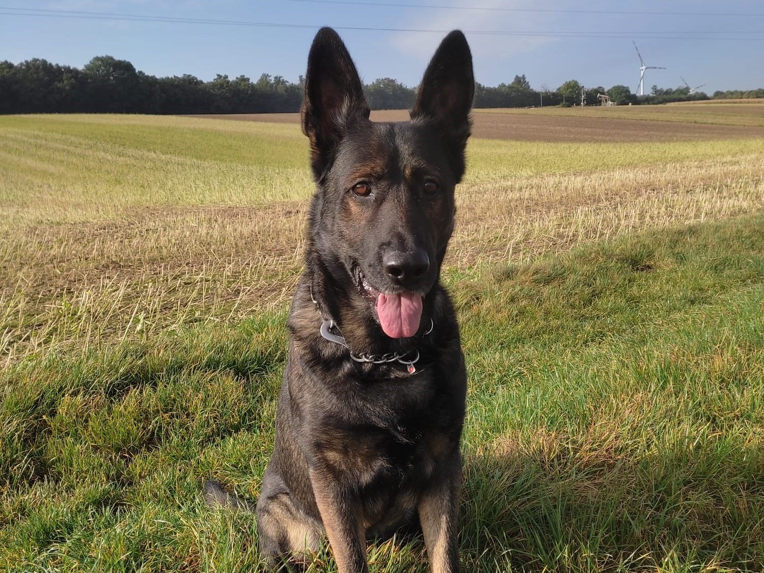 Polizeihund Rony erschnüffelte den Verdächtigen in einer Wiener Kleingartensiedlung. Polizeihund Rony erschnüffelte den Verdächtigen in einer Wiener Kleingartensiedlung.