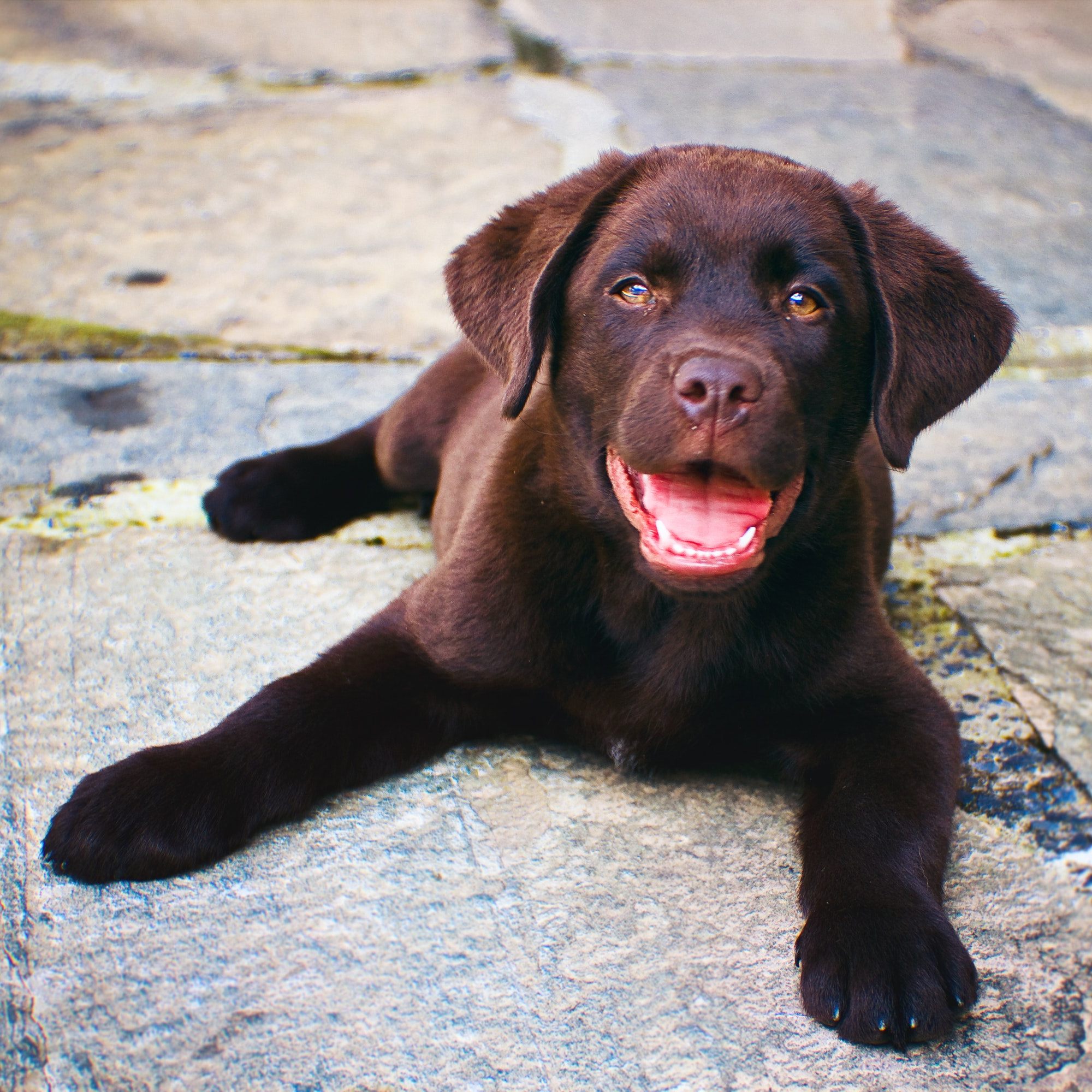 Wer sich erstmals einen Hund anschaffen will, ist etwa mit einem Labrador gut beraten