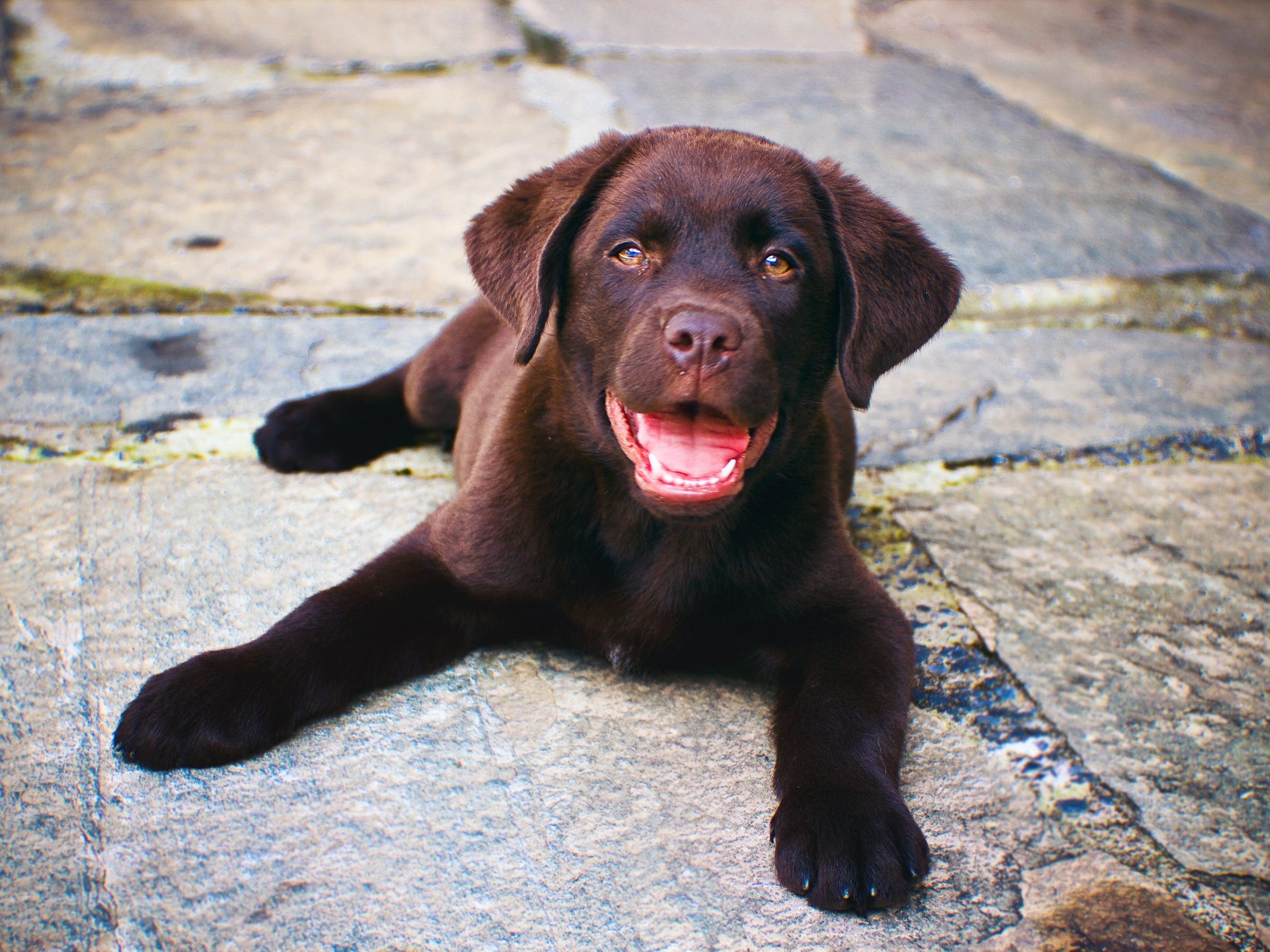Wer sich erstmals einen Hund anschaffen will, ist etwa mit einem Labrador gut beraten Wer sich erstmals einen Hund anschaffen will, ist etwa mit einem Labrador gut beraten