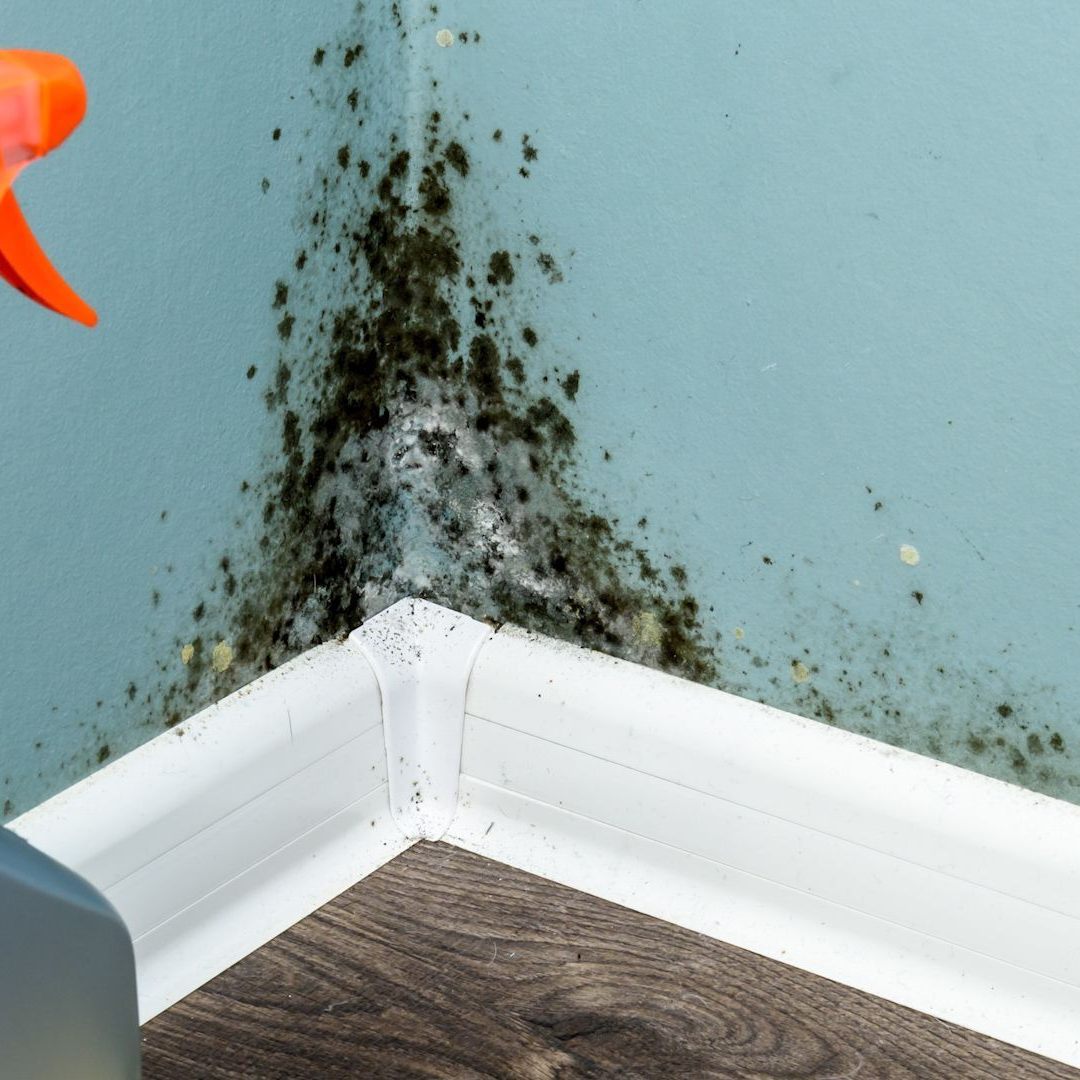 Schimmel in der Wohnung: Was man bei diesem ungesunden Phänomen tun sollte, erfahren Sie hier