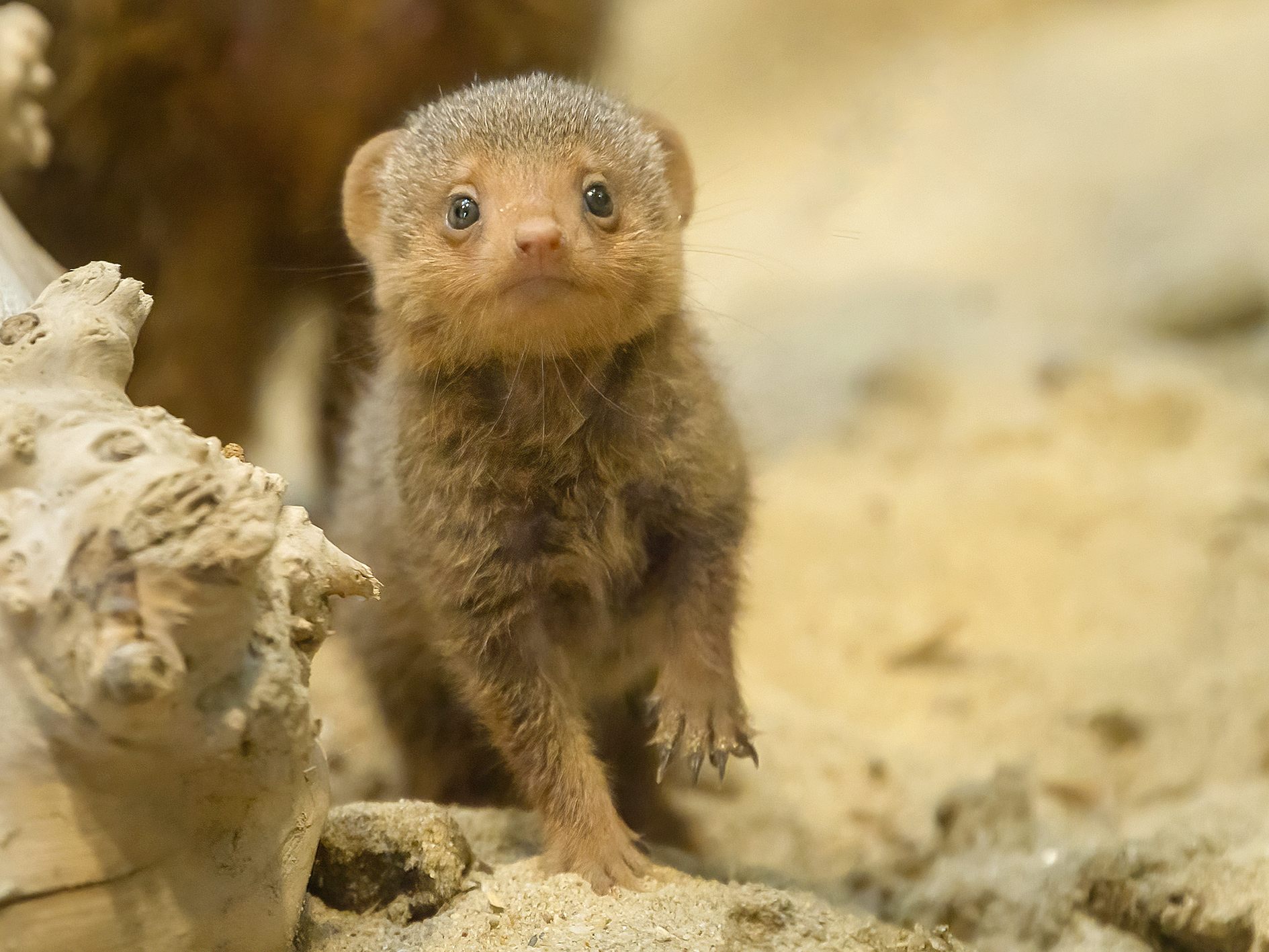 Die Zwergmangusten-Babys unternehmen bereits die ersten Ausflüge in ihrem Gehege im Tiergarten Schönbrunn