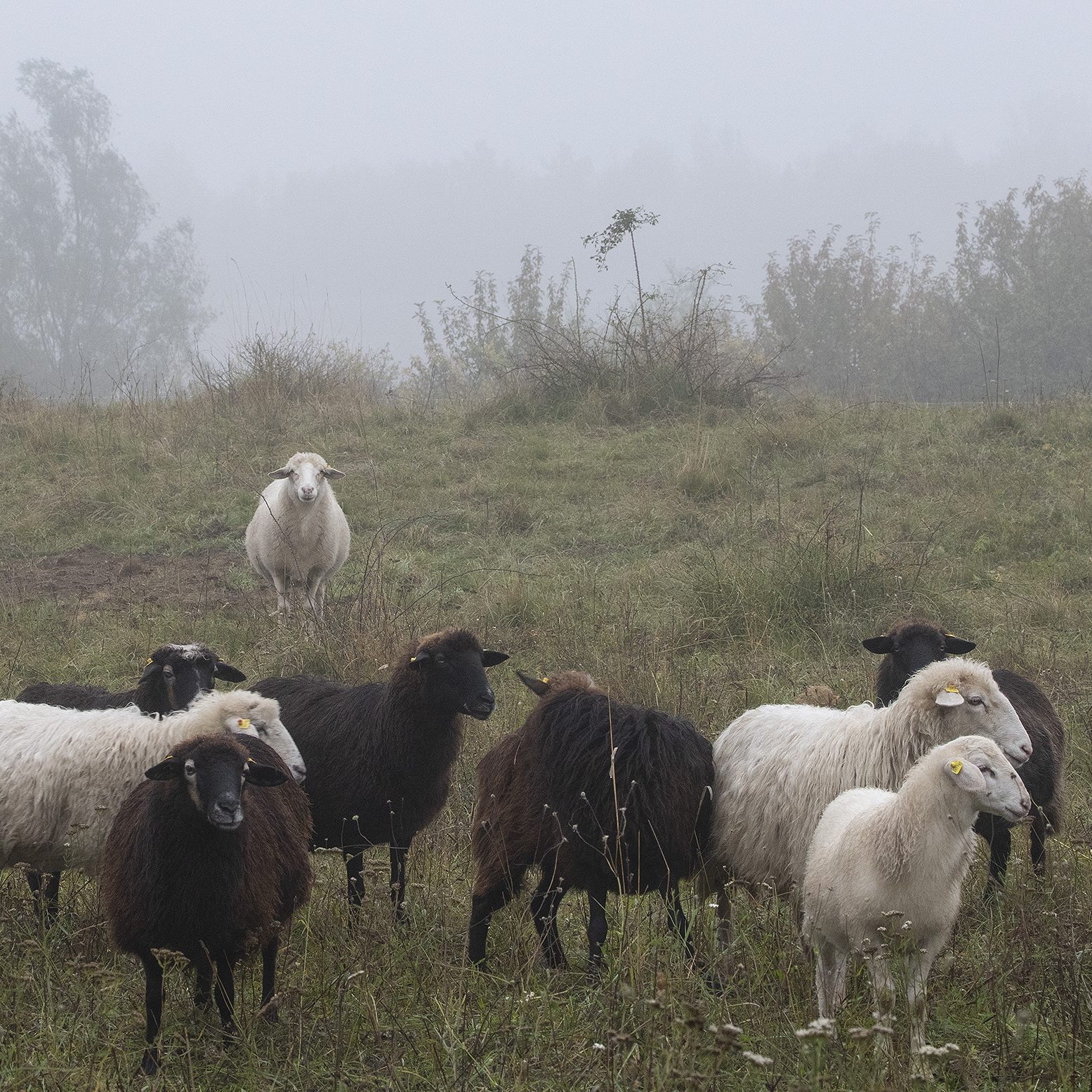 Die fleißigen Insel-Schafe gehen nun in die verdiente Winterpause.
