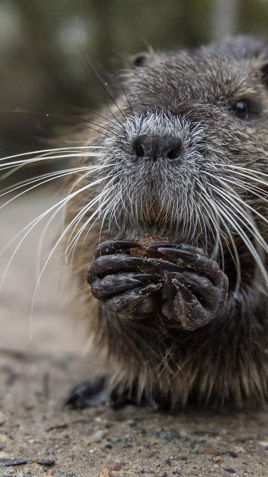 Die Bisamratte gilt als eingeschleppte, invasive Art in Europa. In Österreich ist die Bisamratte mittlerweile ansässig.