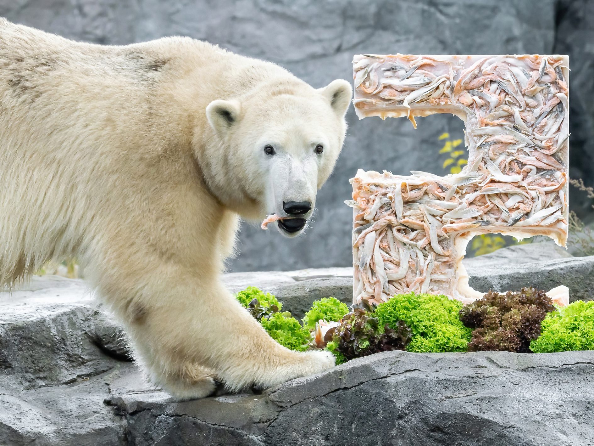 Zum 2. Geburtstag wurde Eisbären-Mädchen Finja mit einer Lachstorte überrascht.