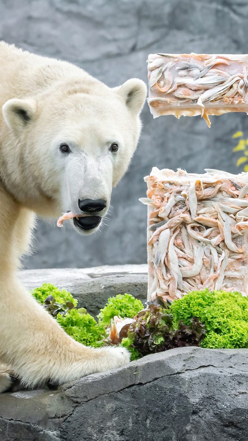 Zum 2. Geburtstag wurde Eisbären-Mädchen Finja mit einer Lachstorte überrascht.