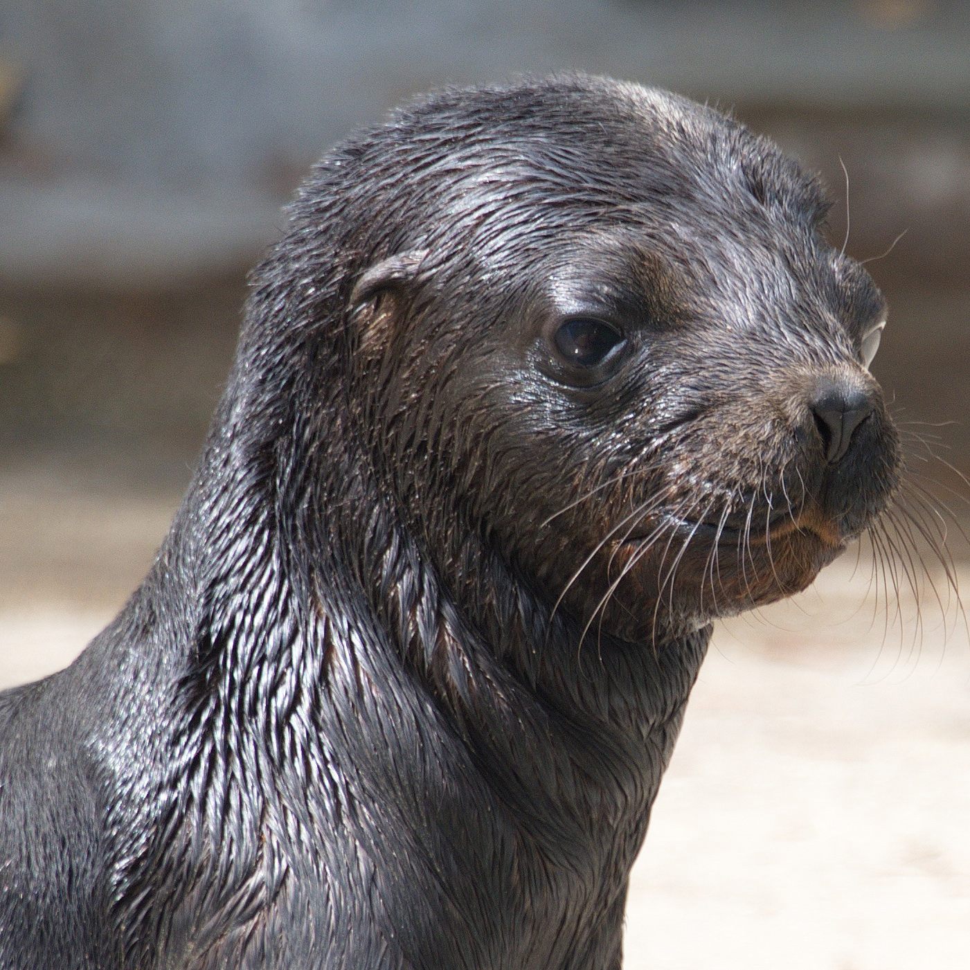 Robbe Pedro verstarb nach einer Narkose.