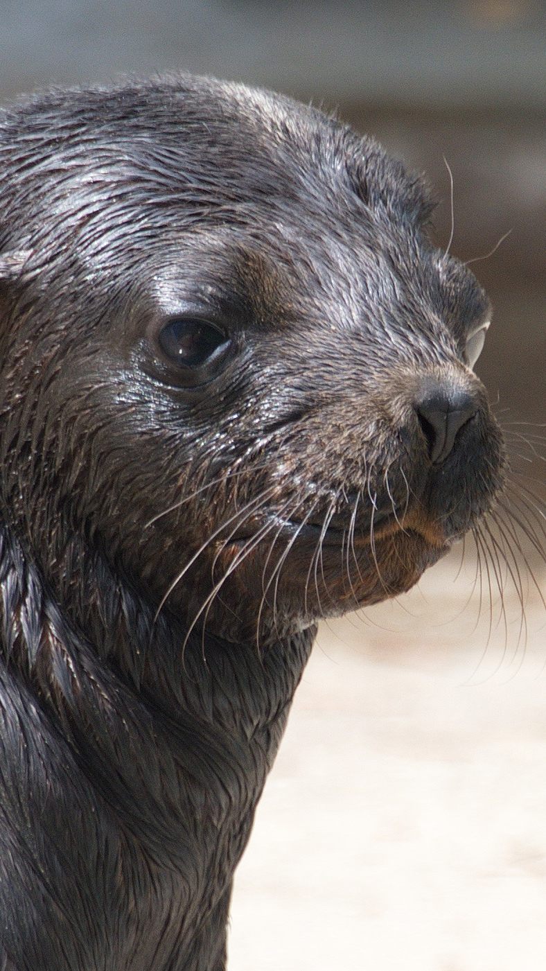 Robbe Pedro verstarb nach einer Narkose.