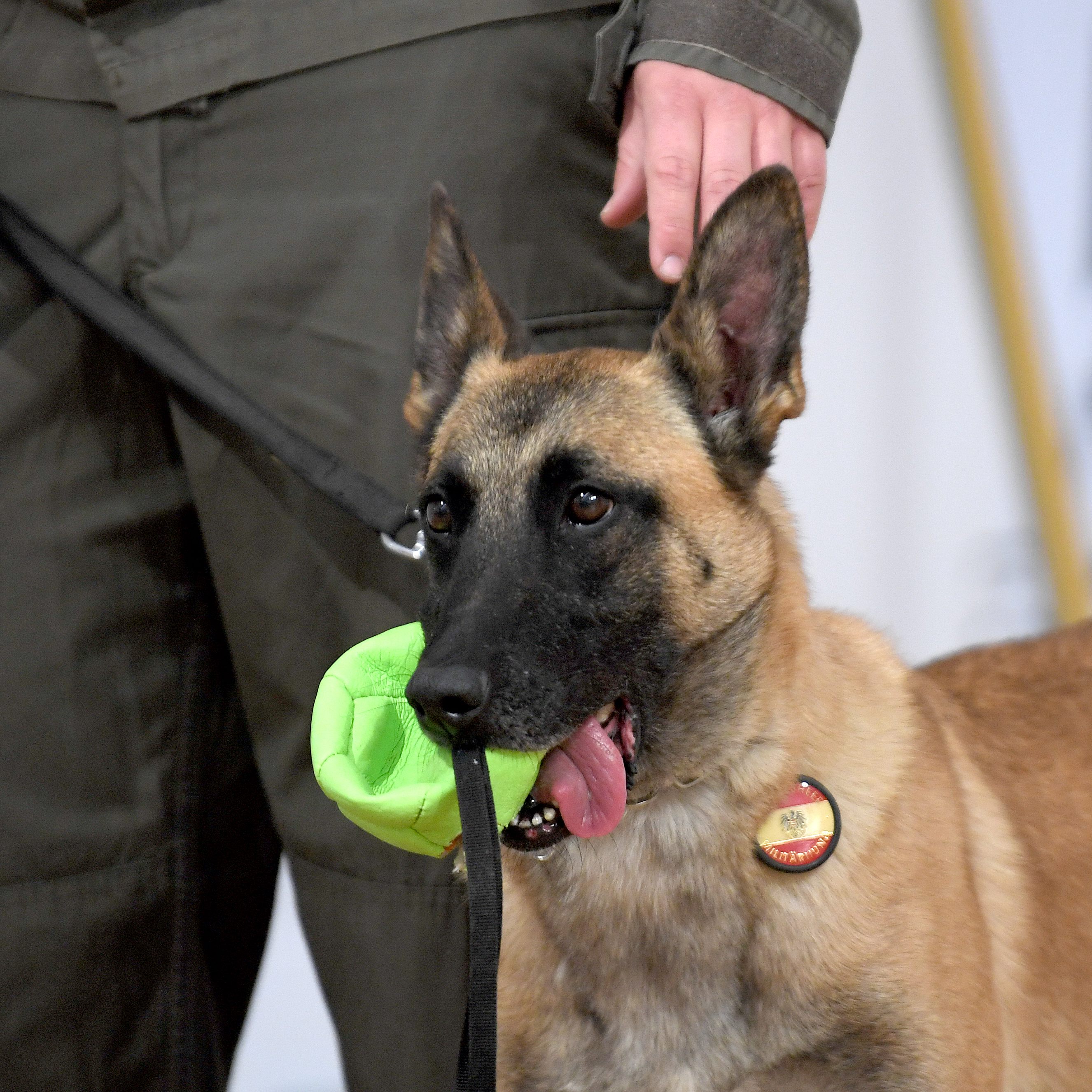 Das Bundesheer zog eine erfolgreiche Bilanz zur Corona-Spürhundeausbildung.
