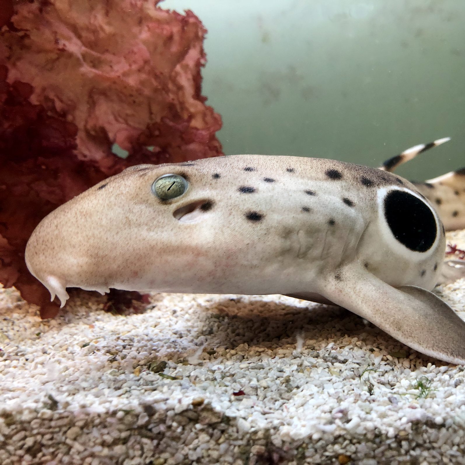 Die Epauletten-Haie sind mit prägnanten Flecken auf den Schultern ausgestattet.