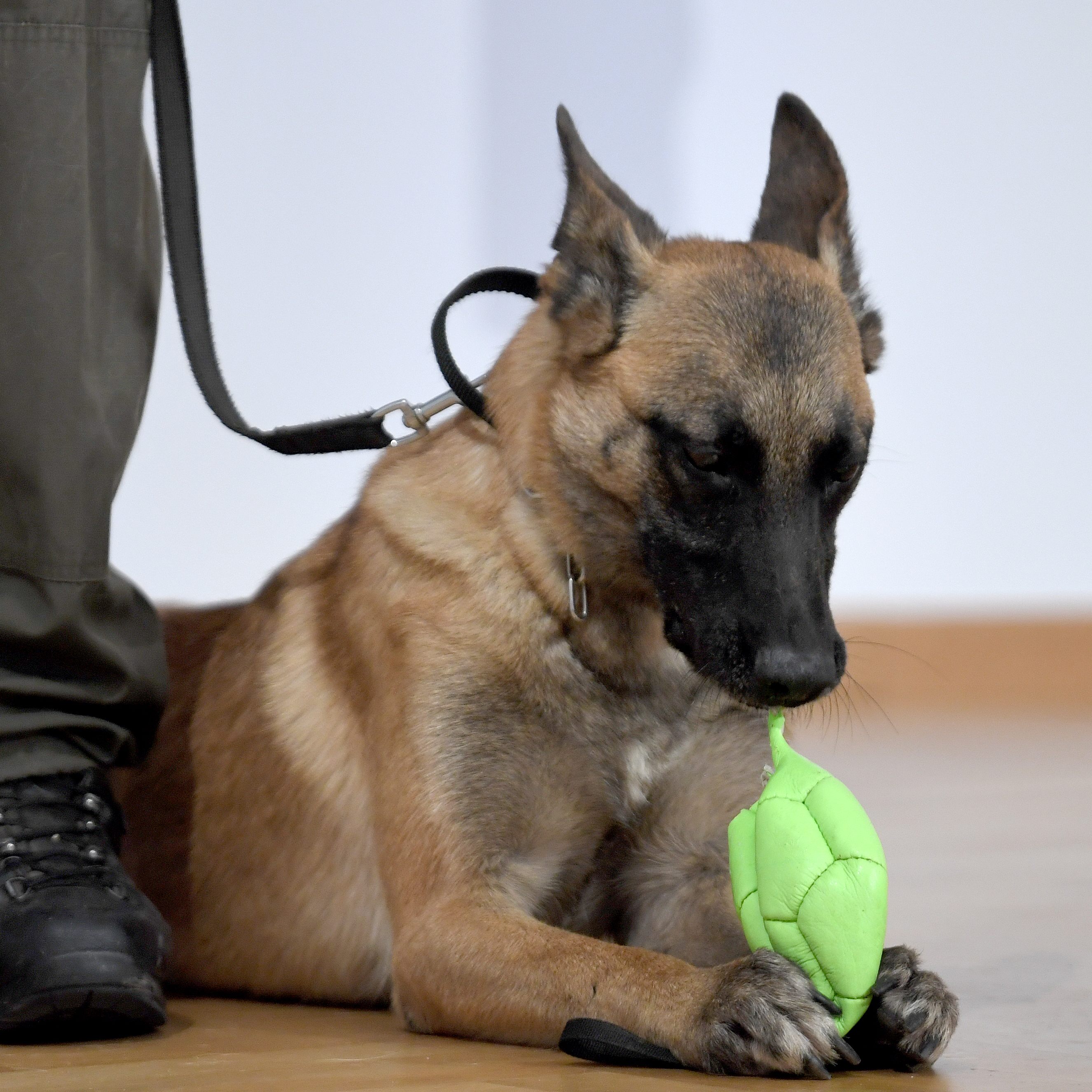 Spürhunde können zwischen dem Coronavirus SARS-CoV-2 und anderen Erregern differenzieren.