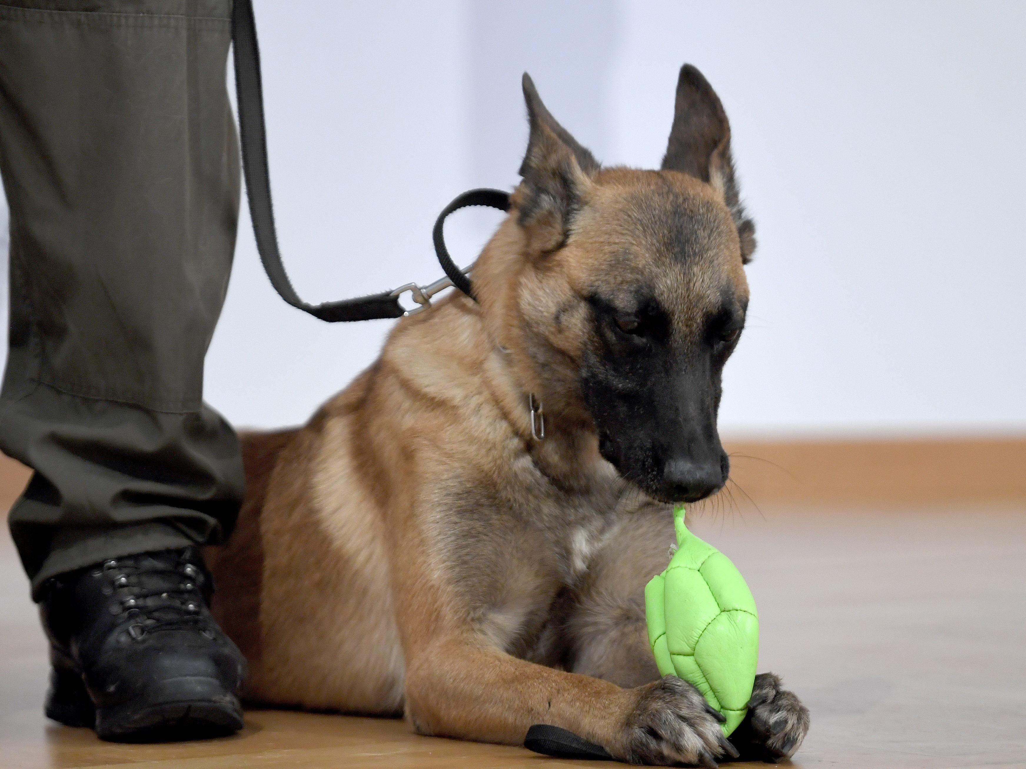 Spürhunde können zwischen dem Coronavirus SARS-CoV-2 und anderen Erregern differenzieren.