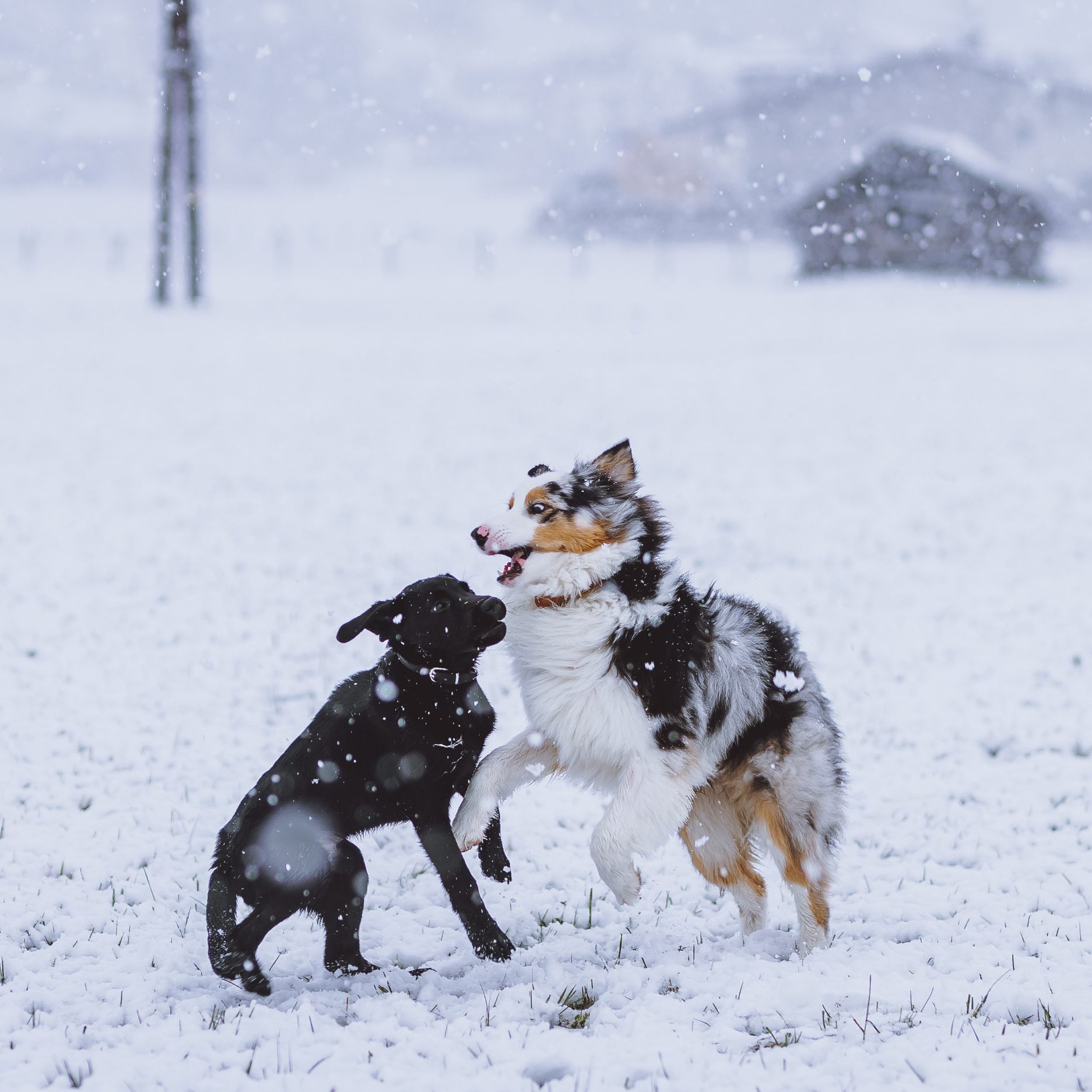 Romantisches Schneewetter: Auch für Hunde gibt es jetzt mit "Powtner" eine Dating-App.