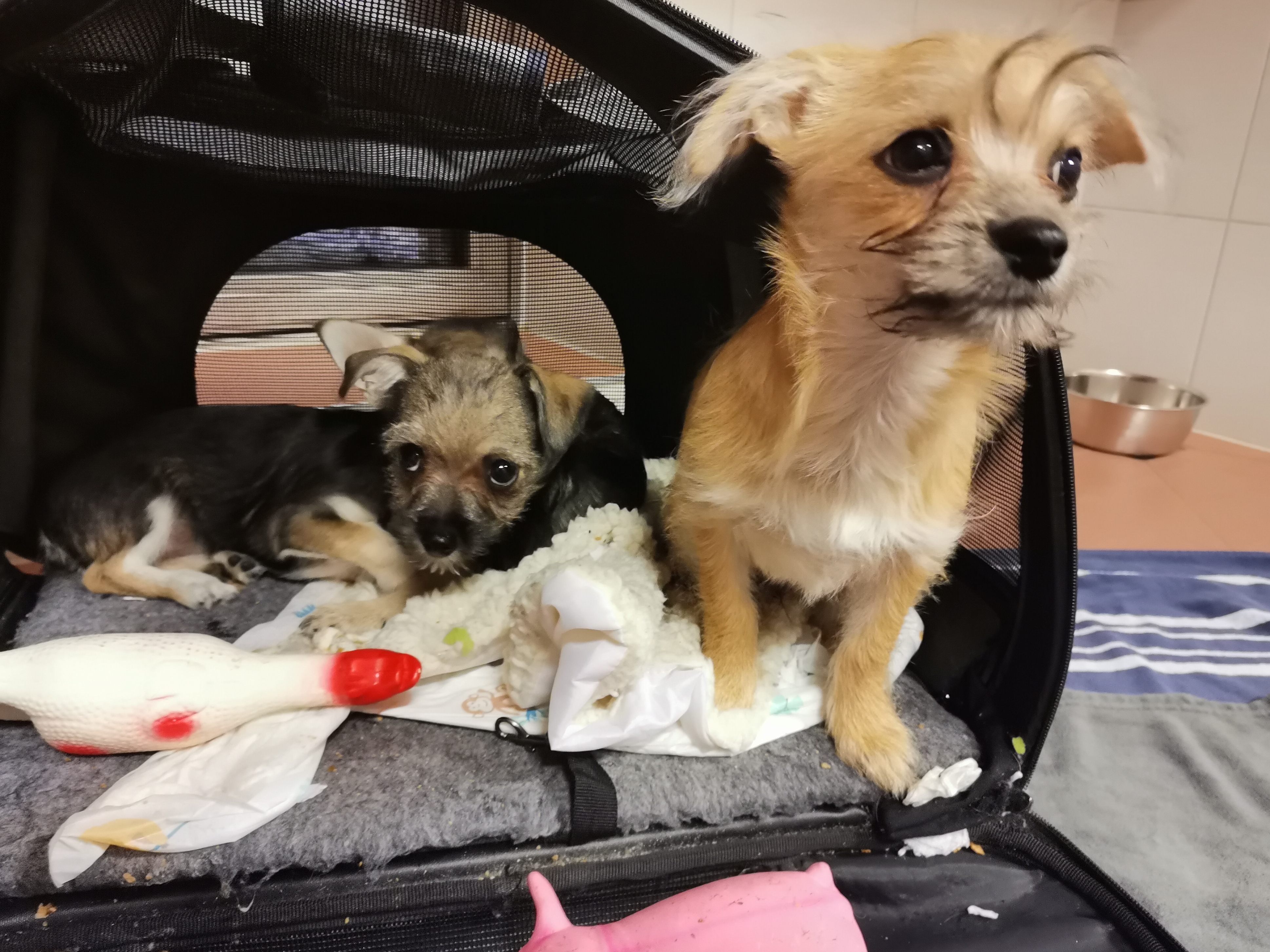 Ein Passant machte in Wien-Floridsdorf einen Hunde-Fund. Ein Passant machte in Wien-Floridsdorf einen Hunde-Fund.