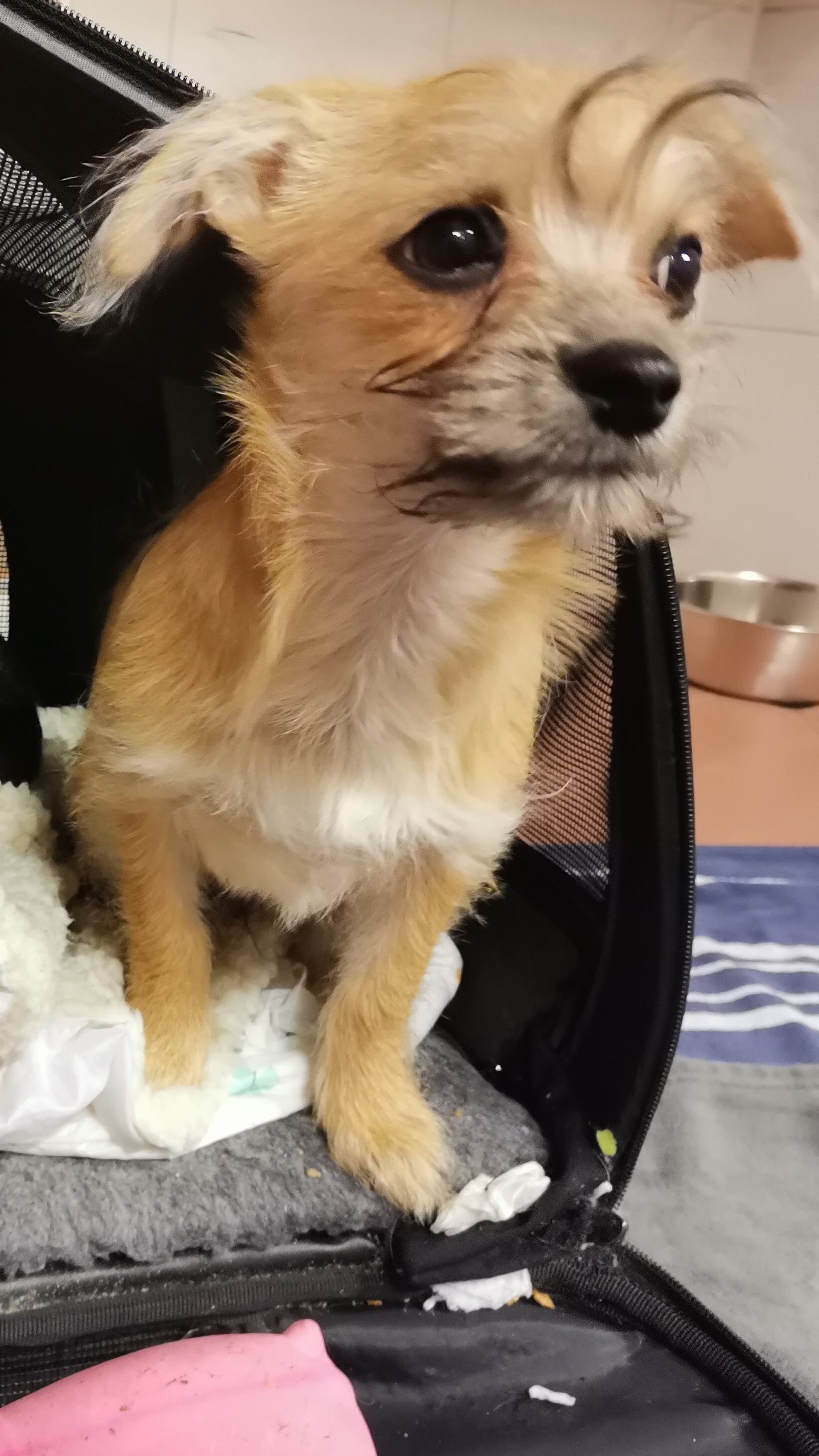 Ein Passant machte in Wien-Floridsdorf einen Hunde-Fund.