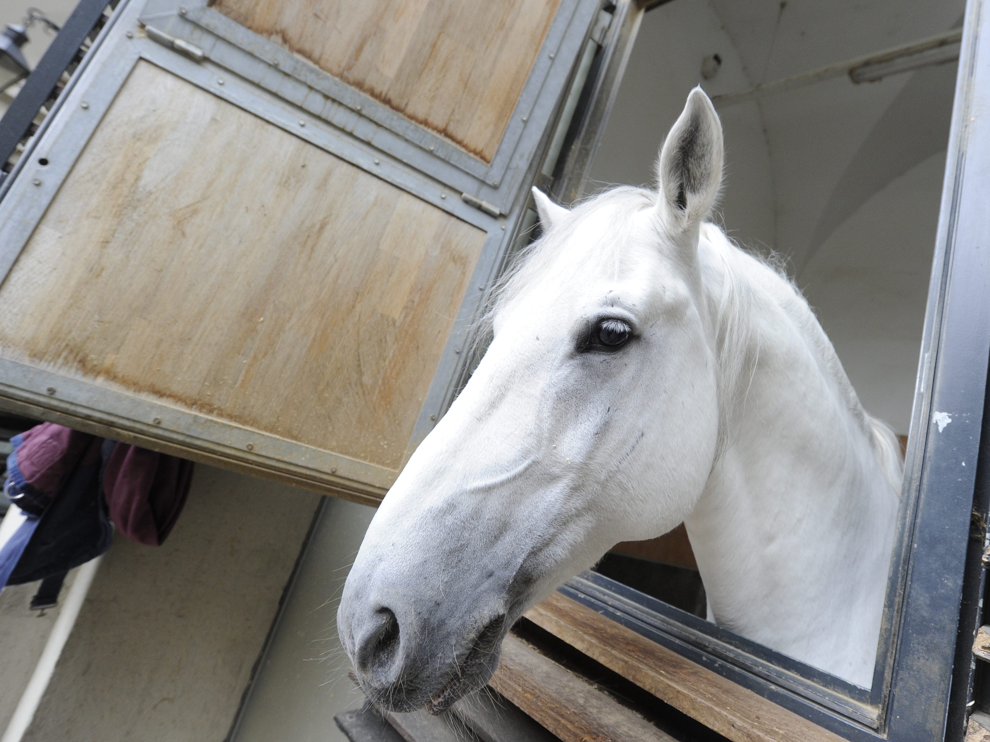 Die Hofreitschul-Geschäftsführung blieb nach den Vorwürfen nicht tatenlos.