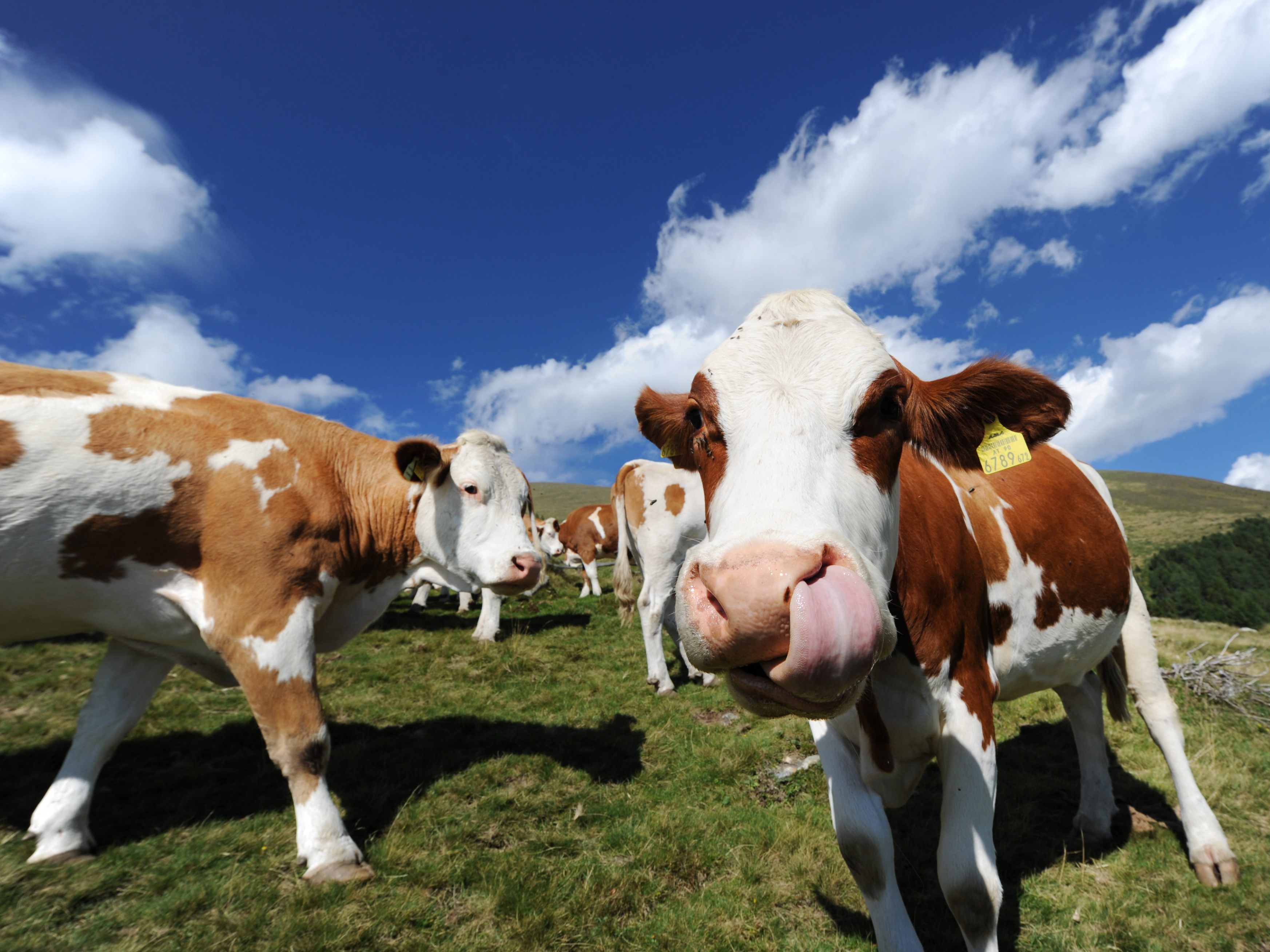 Auch Rindfleisch wird teurer.