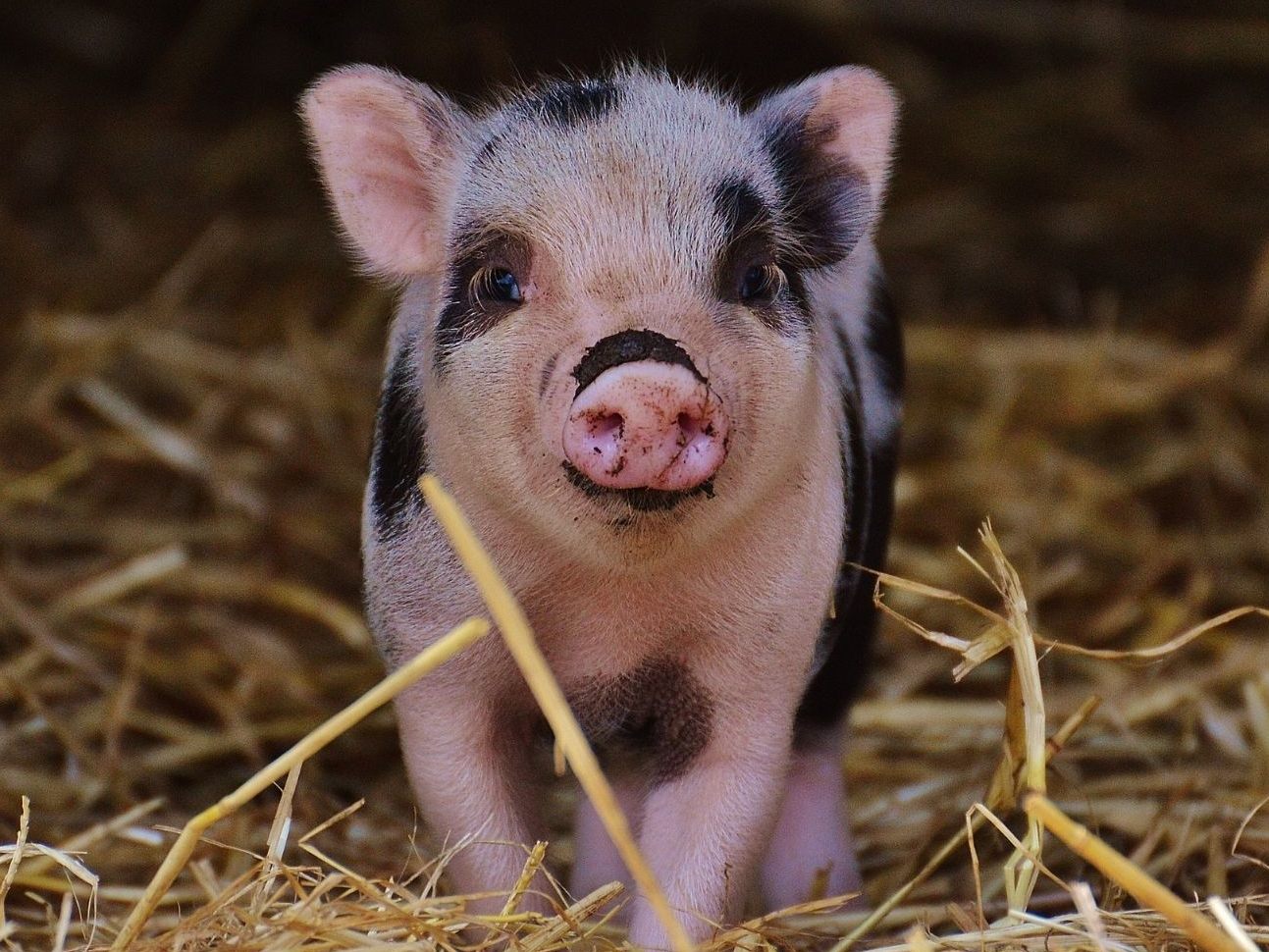 Nach nur vier Monaten kann das Ferkel schon laufen.