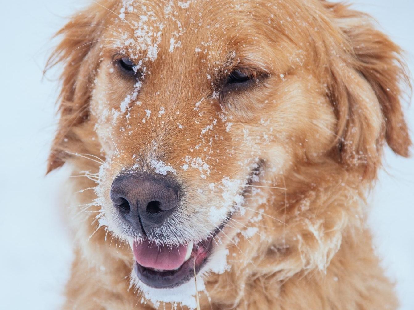Der Golden Retriever konnte sich dank der Eisschicht über Wasser halten. Der Golden Retriever konnte sich dank der Eisschicht über Wasser halten.
