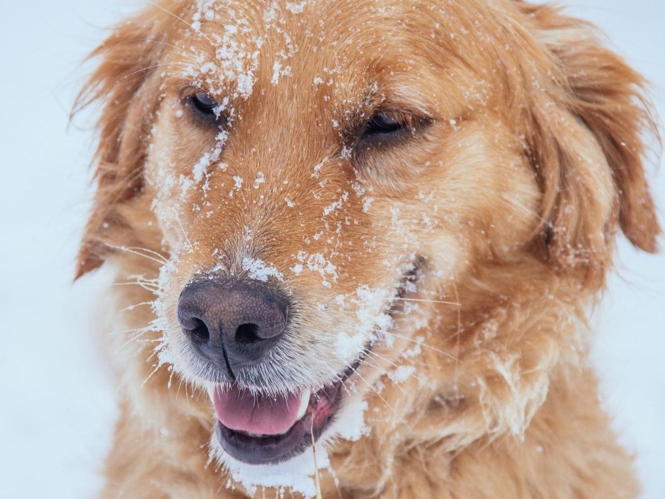 Der Golden Retriever konnte sich dank der Eisschicht über Wasser halten.