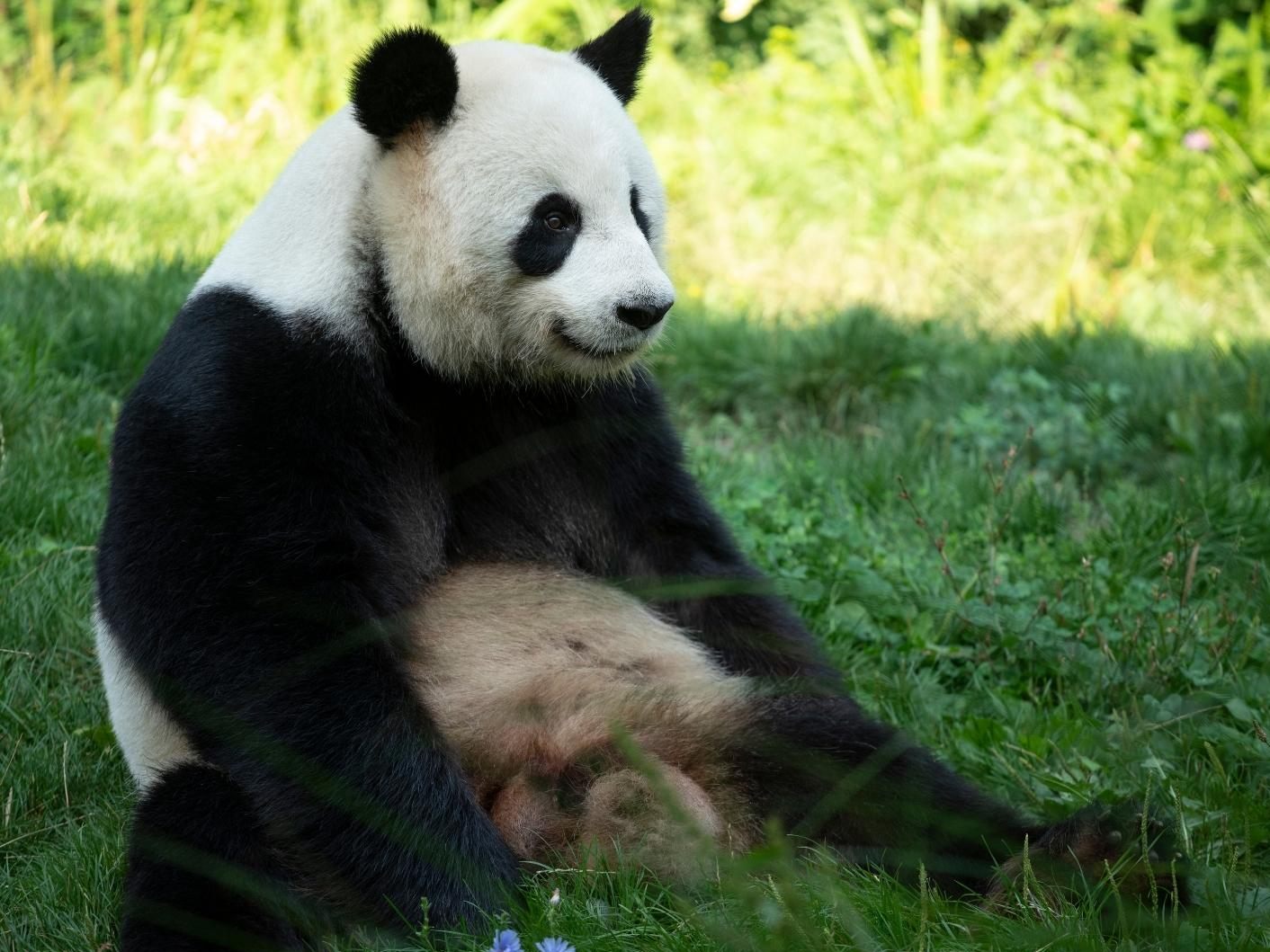 Die Schwerkraft machte dem Panda einen Strich durch die Rechnung. Die Schwerkraft machte dem Panda einen Strich durch die Rechnung.