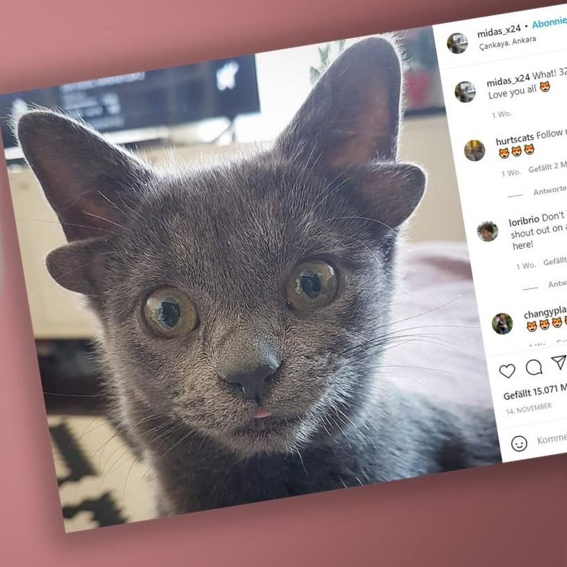 Midas ist erst vier Monate alt.