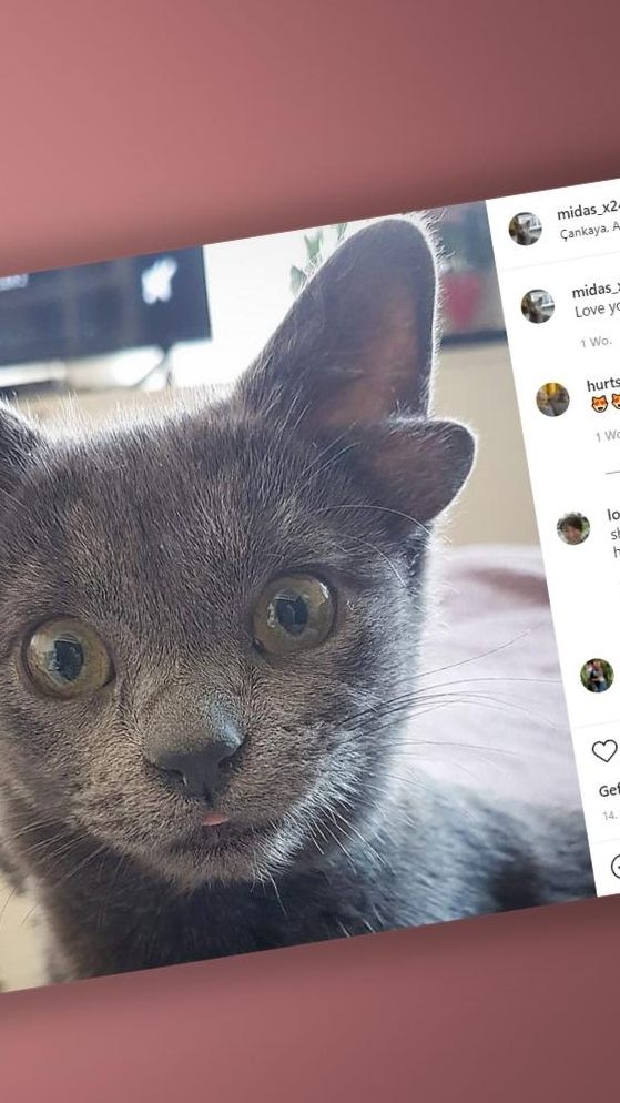 Midas ist erst vier Monate alt.