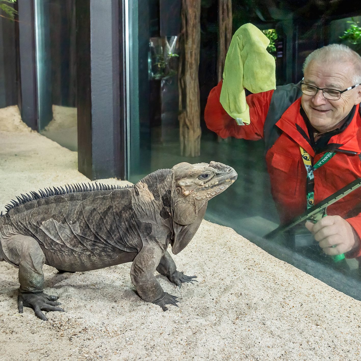 Freiwillige Helfer für den Tiergarten Schönbrunn: Hier Team Zoo Aktiv-Mitarbeiter Gerhard Suchard beim Putzen der Scheiben des Nashornleguan-Terrariums