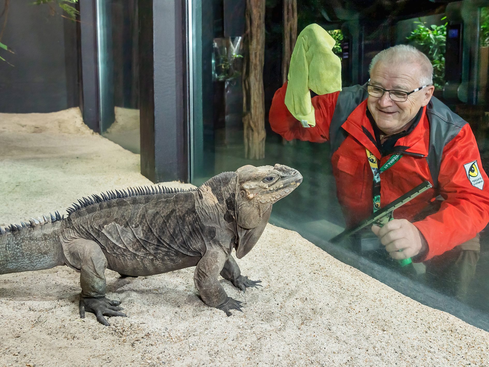 Freiwillige Helfer für den Tiergarten Schönbrunn: Hier Team Zoo Aktiv-Mitarbeiter Gerhard Suchard beim Putzen der Scheiben des Nashornleguan-Terrariums