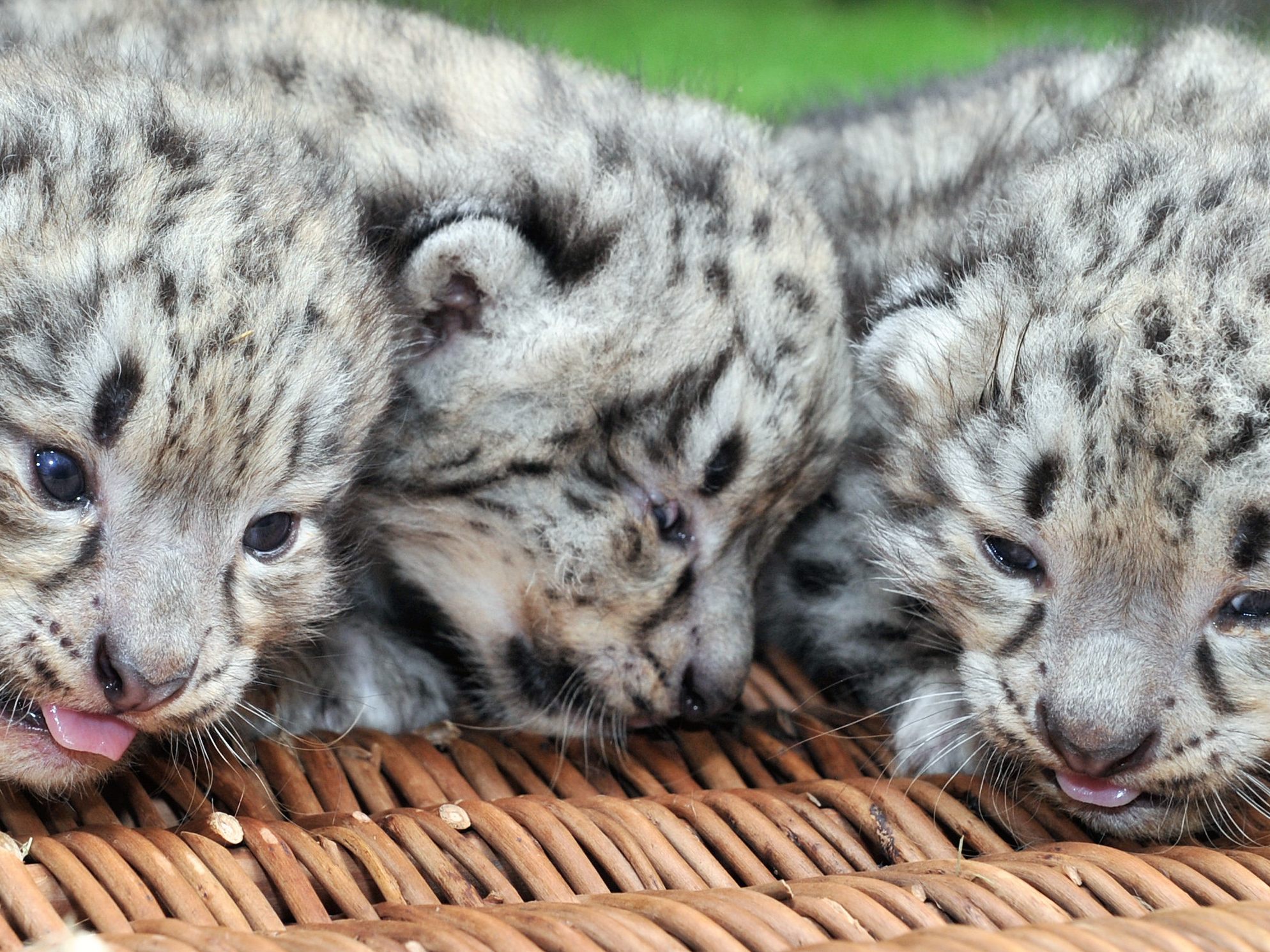 So süß: Diese kleinen Tiere halten ihre Tierpfleger richtig auf Trab. So süß: Diese kleinen Tiere halten ihre Tierpfleger richtig auf Trab.