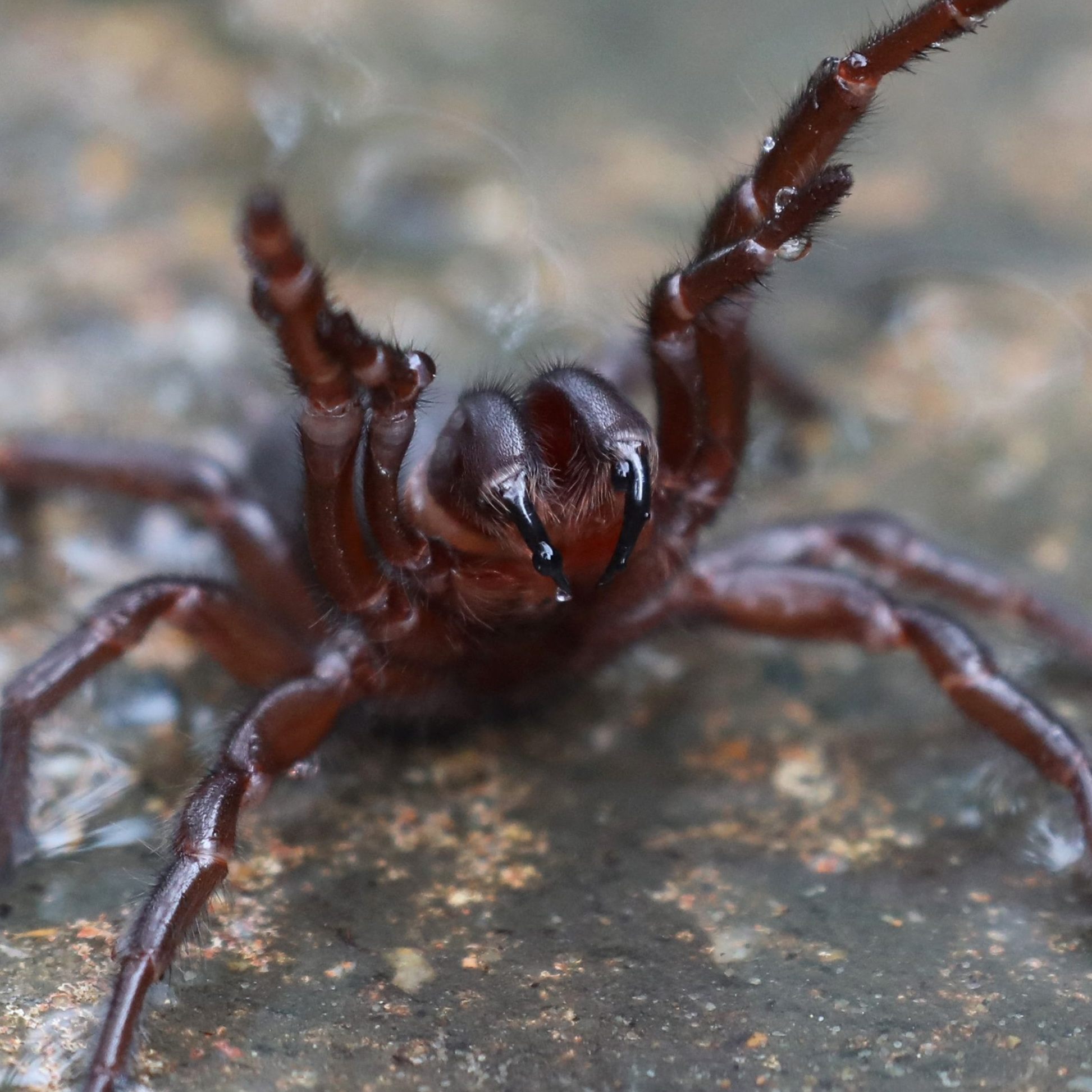 Spinnen verursachen vielen Menschen echte Albträume. Zu recht?