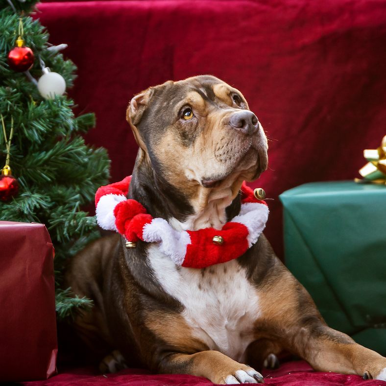 Bis Weihnachten können wieder Tiere im Tierheim beschenkt werden.