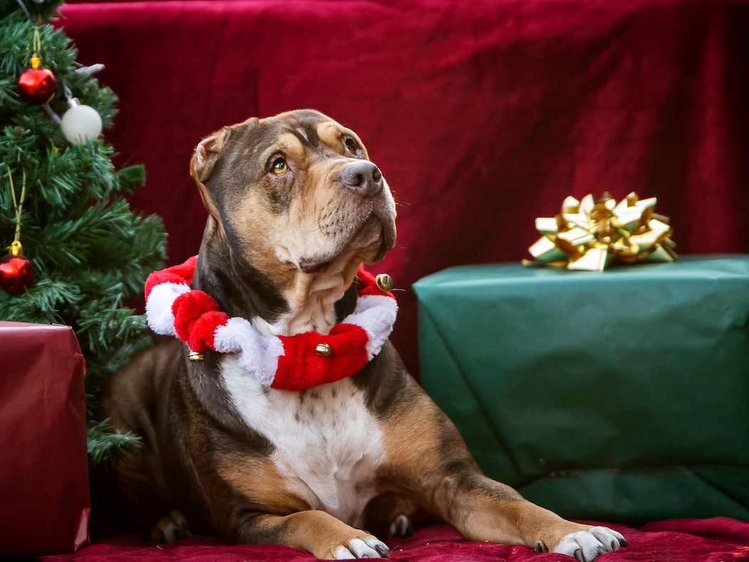 Bis Weihnachten können wieder Tiere im Tierheim beschenkt werden.
