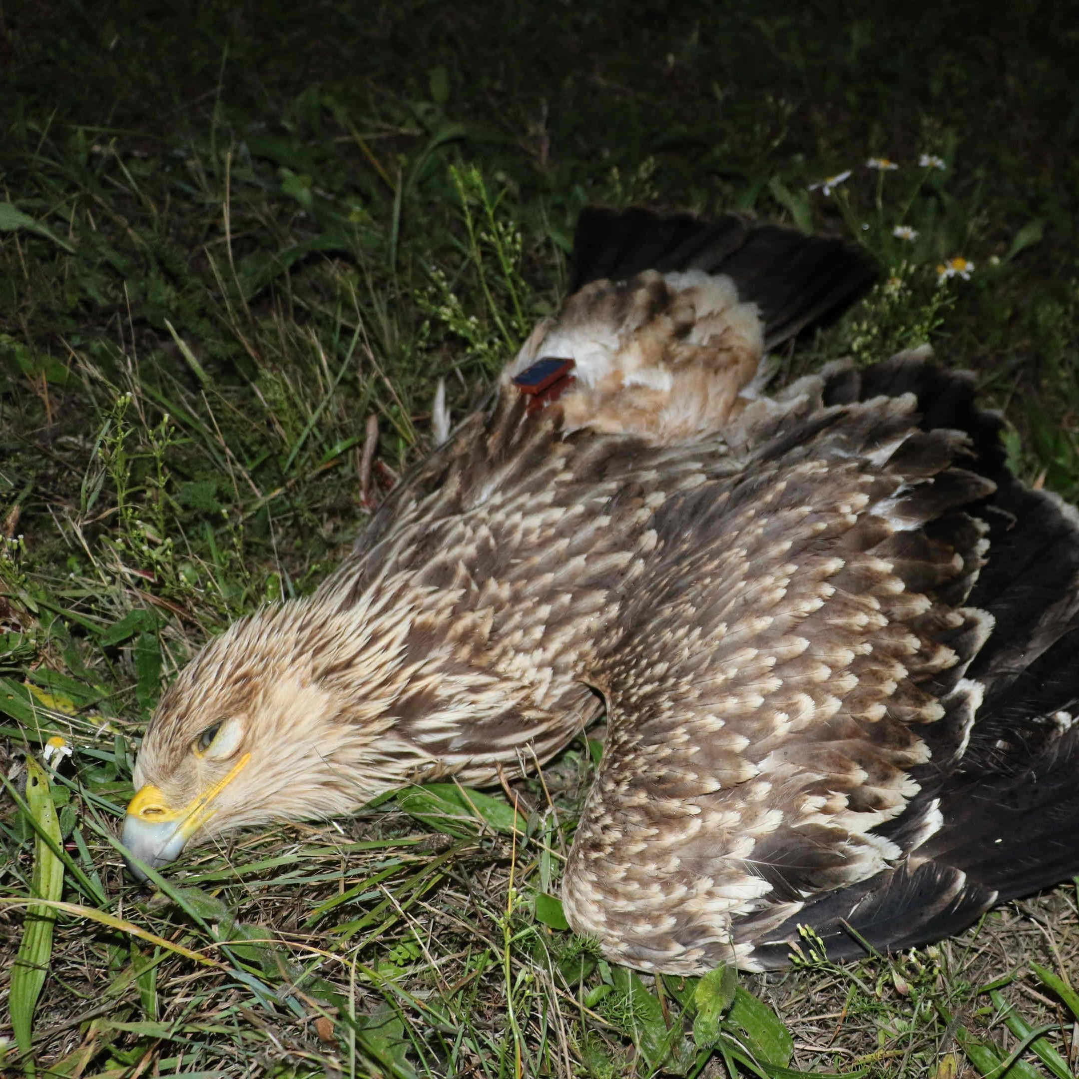 Dem jungen Adler wurde ein Flügel abgetrennt.