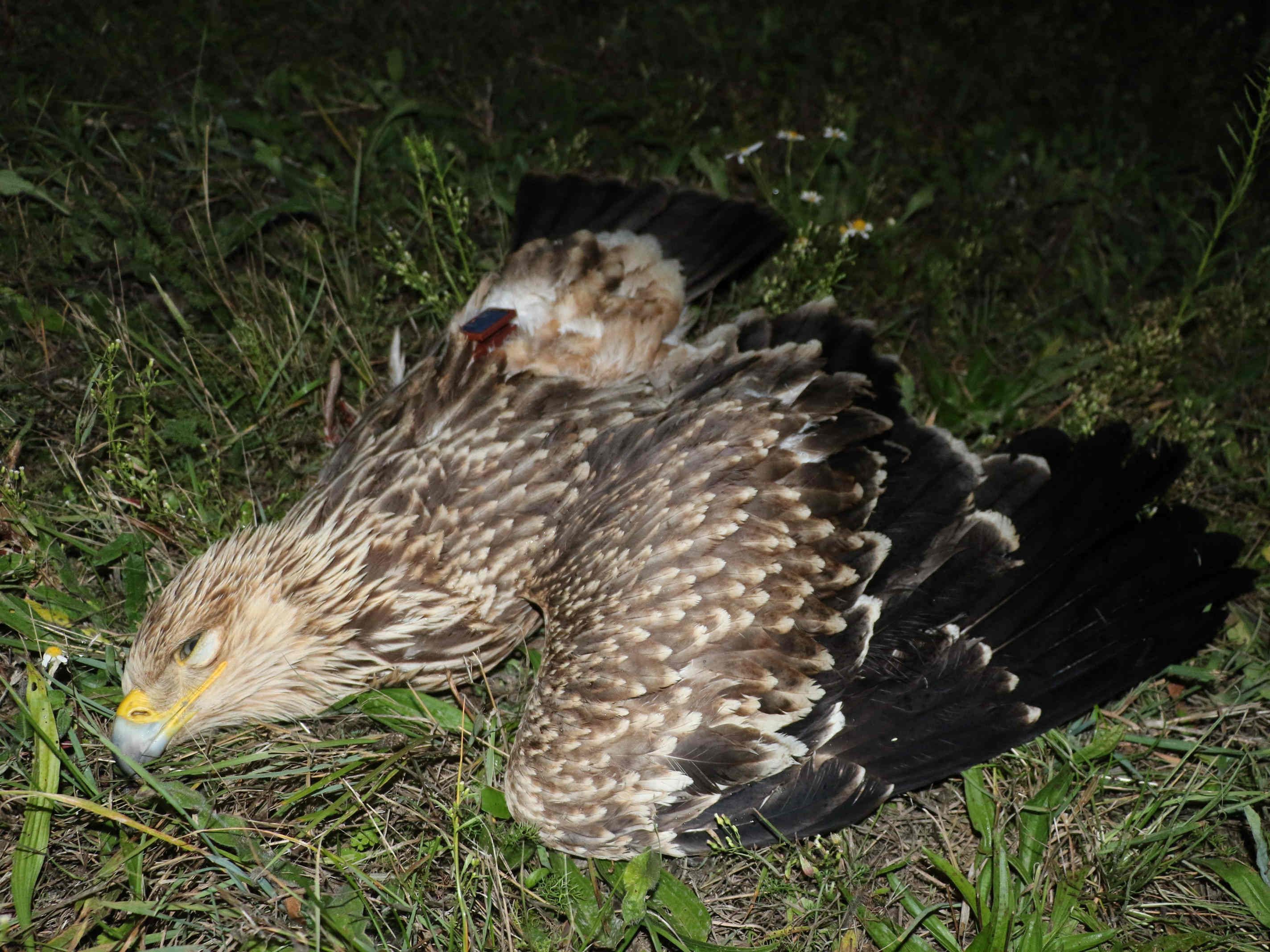 Dem jungen Adler wurde ein Flügel abgetrennt. Dem jungen Adler wurde ein Flügel abgetrennt.
